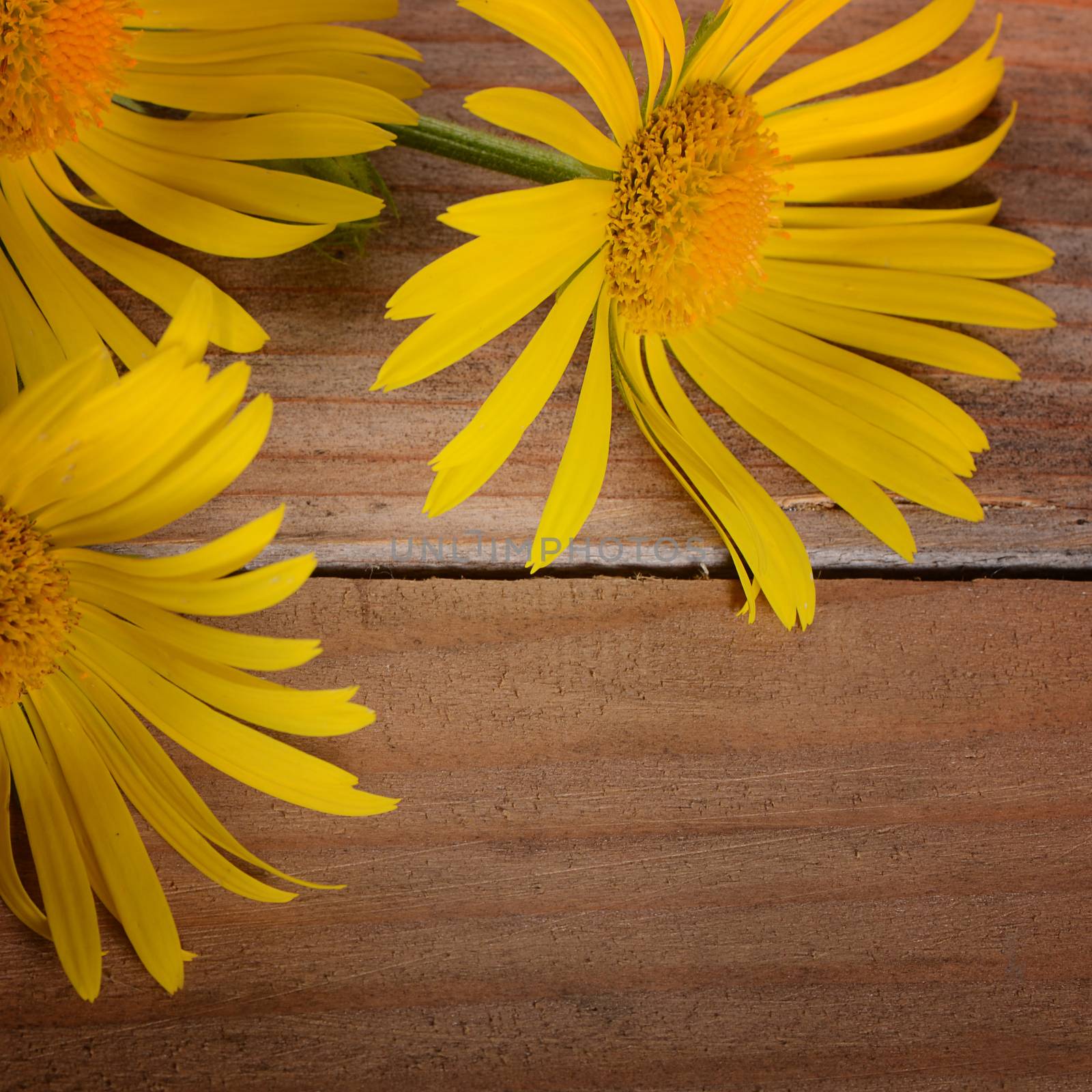 Yellow chamomile on wooden background by SvetaVo