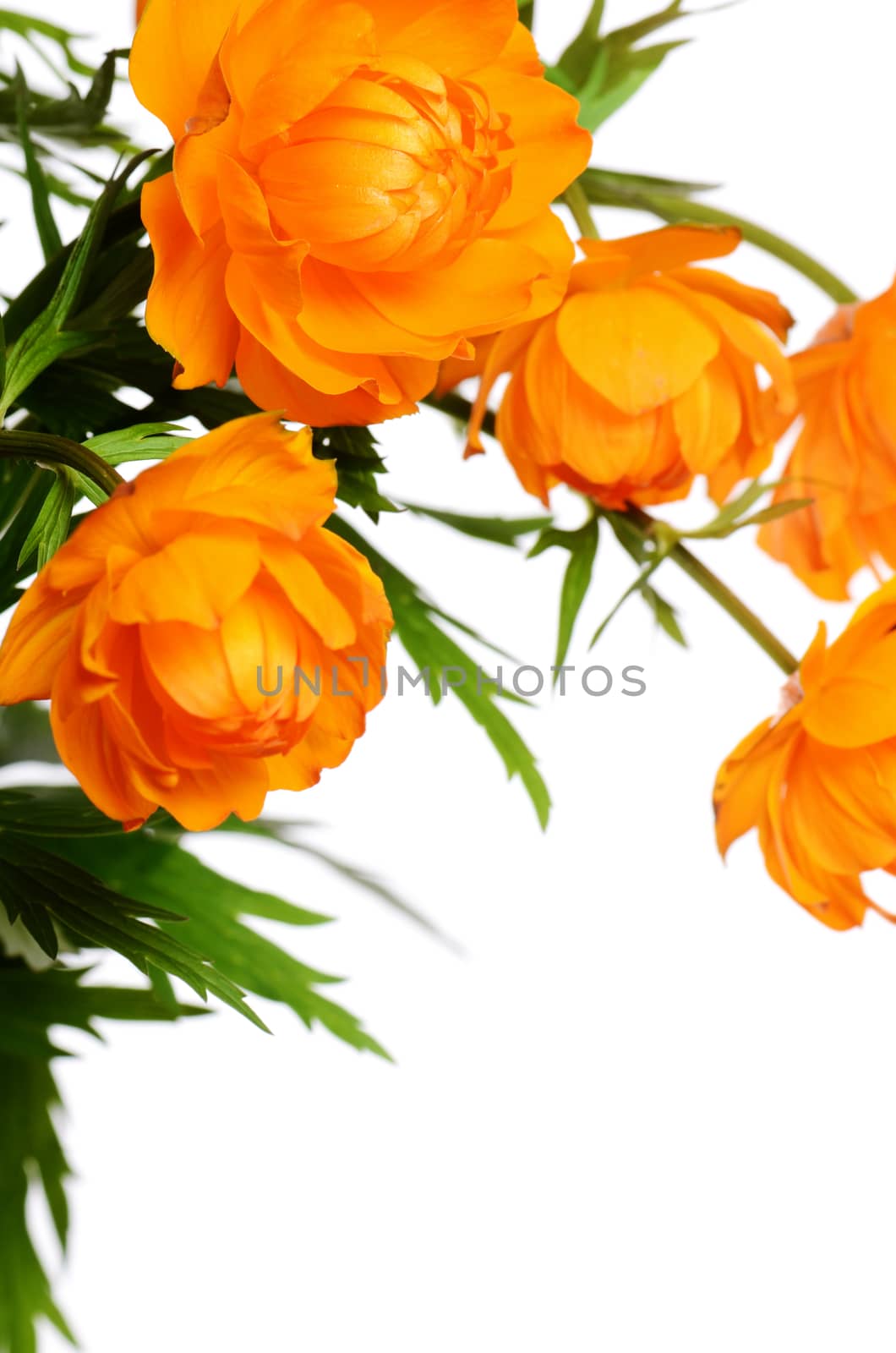 Beautiful orange flowers isolated on white background