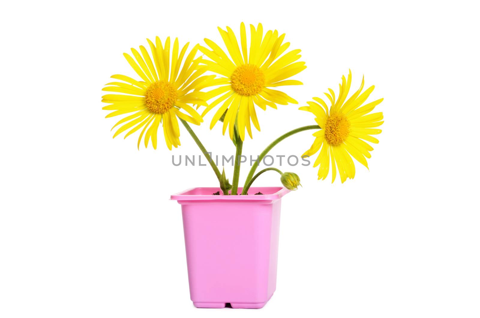 Yellow daisies in a flower pot by SvetaVo