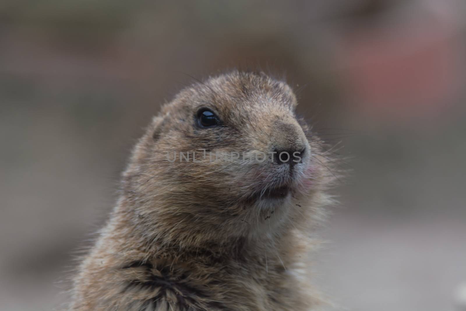 Meerkats or Surikates. Close up of a watchful meerkats.