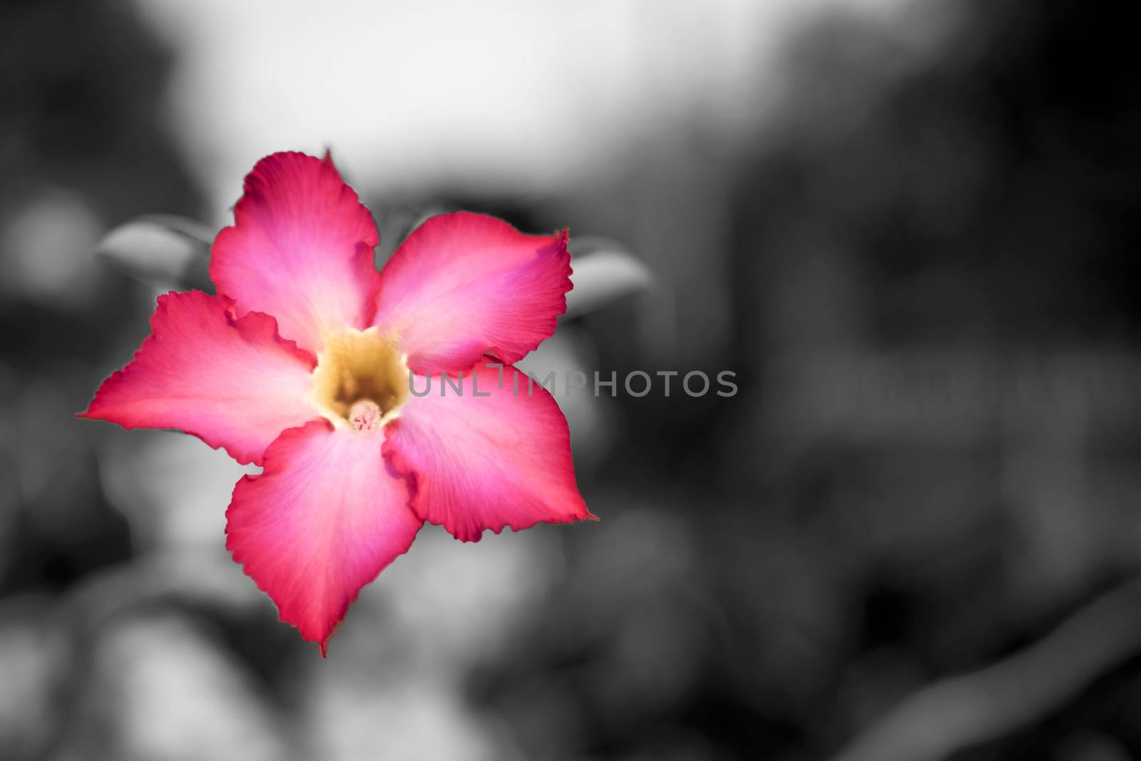 pink flower background by gukgui