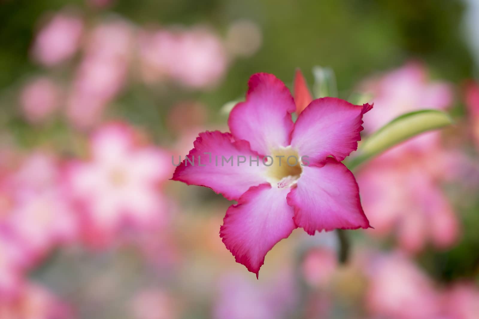 pink colour flower for background by gukgui