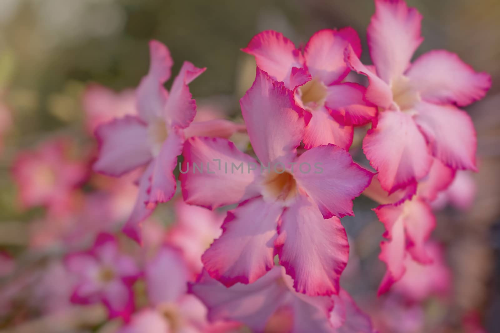pink colour flower for background