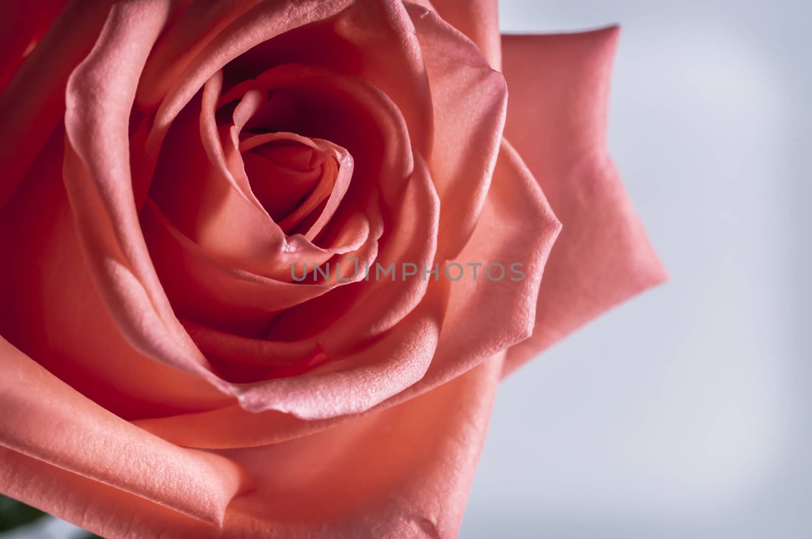 rose flowers close up on background.