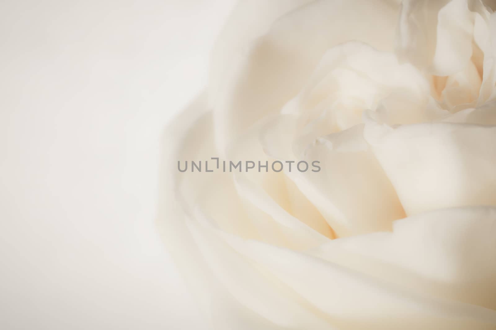 rose flowers close up on background.