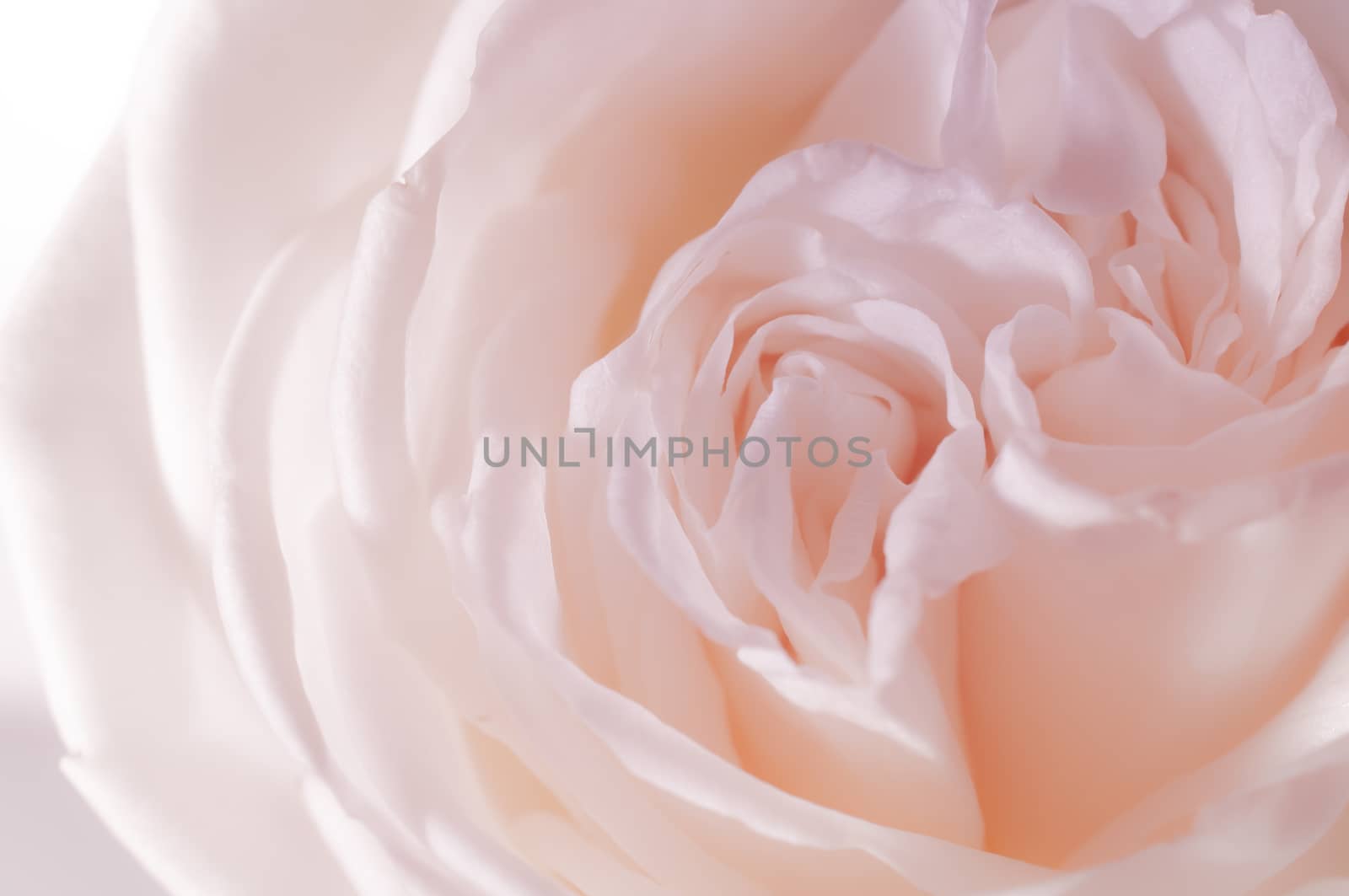 rose flowers close up on background.