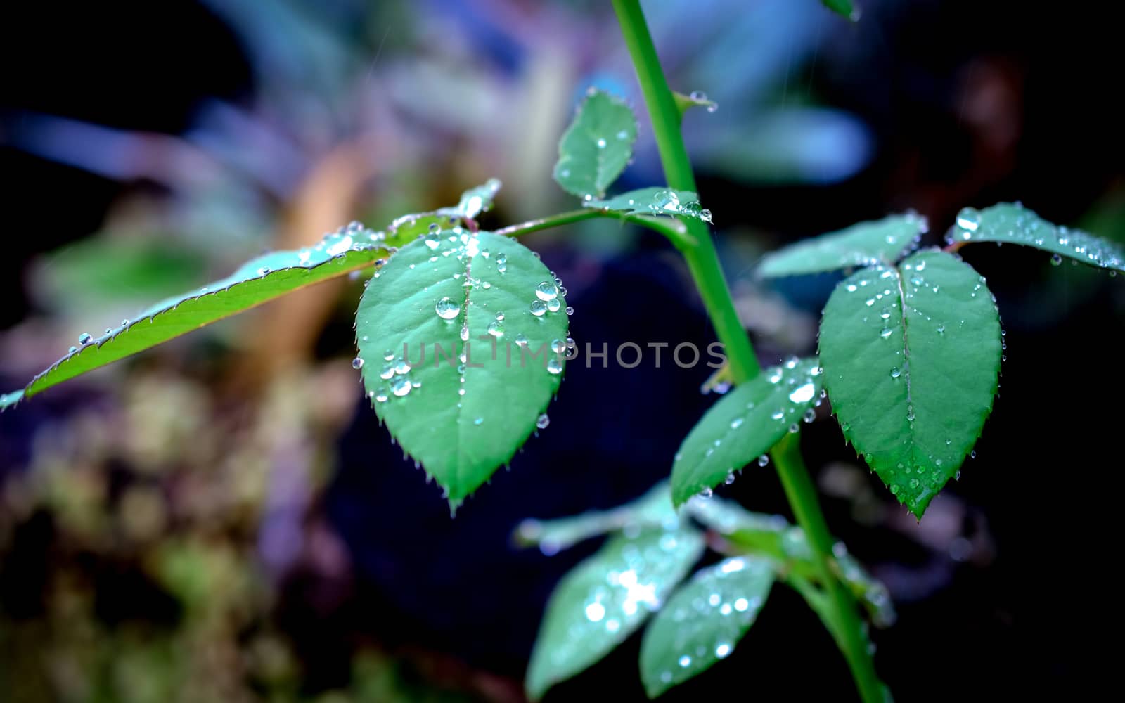 water drops on rose leaves in fresh garden.
