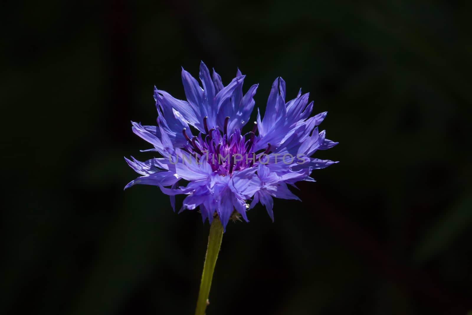 Beautiful deep purple blue Cornflower in sunlight against dark background.