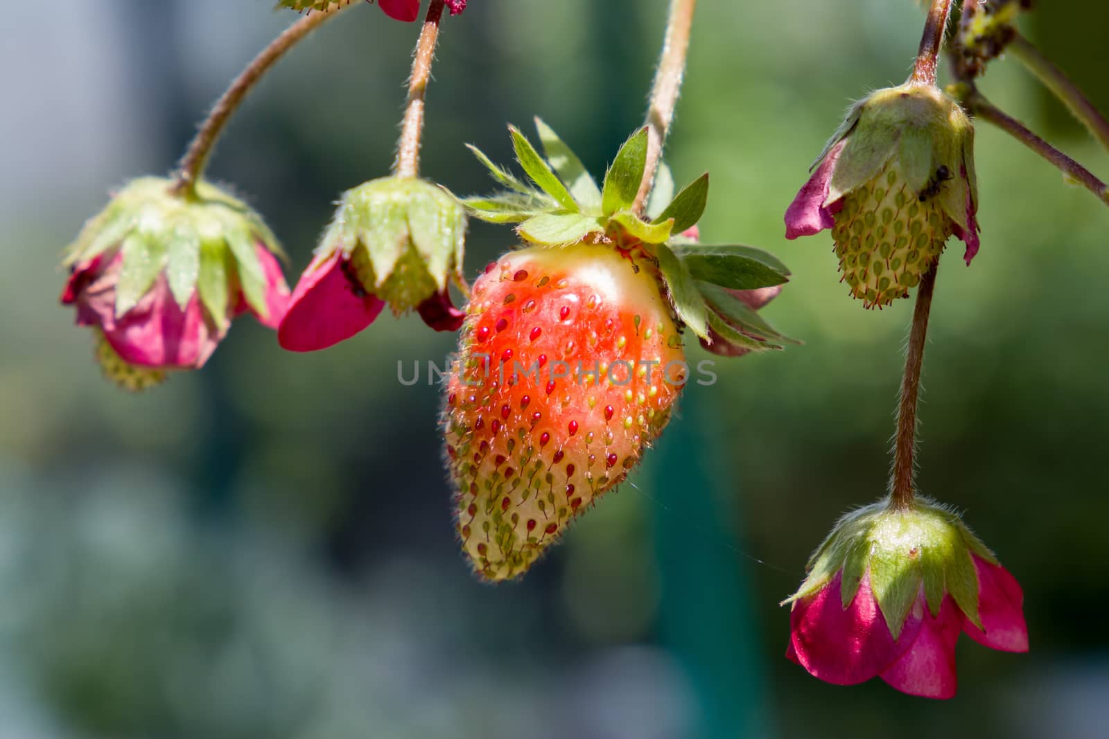 Strawberries forming and ripening in sun.