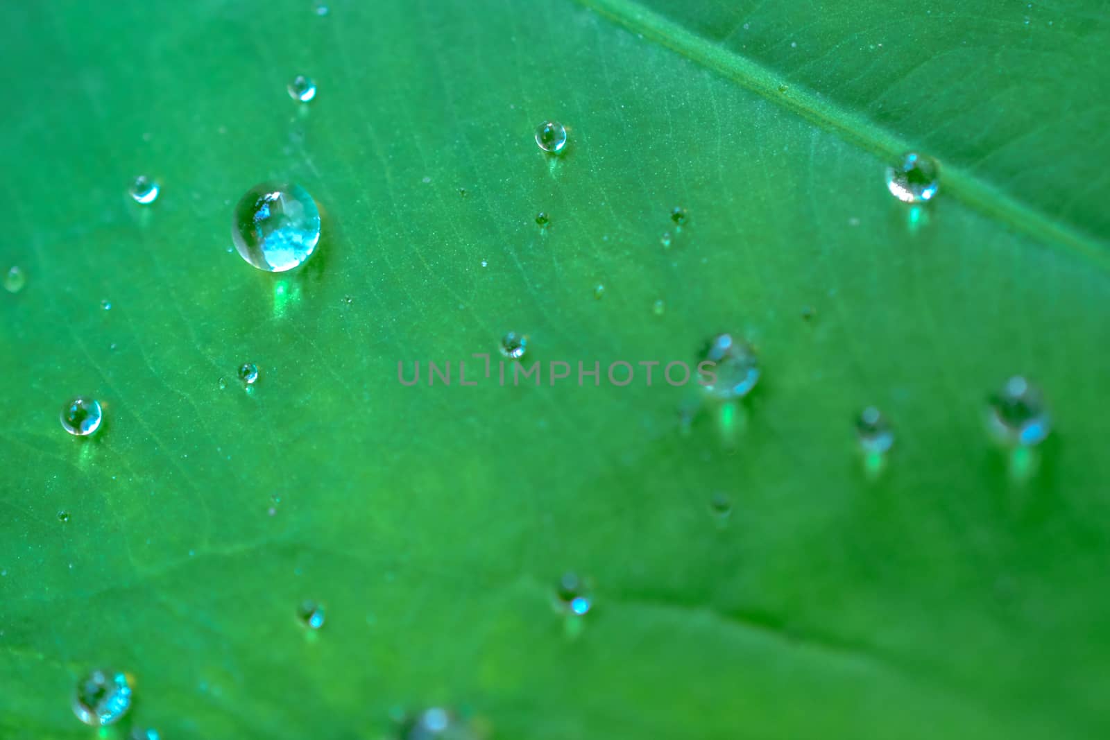 water drops on green leaves.