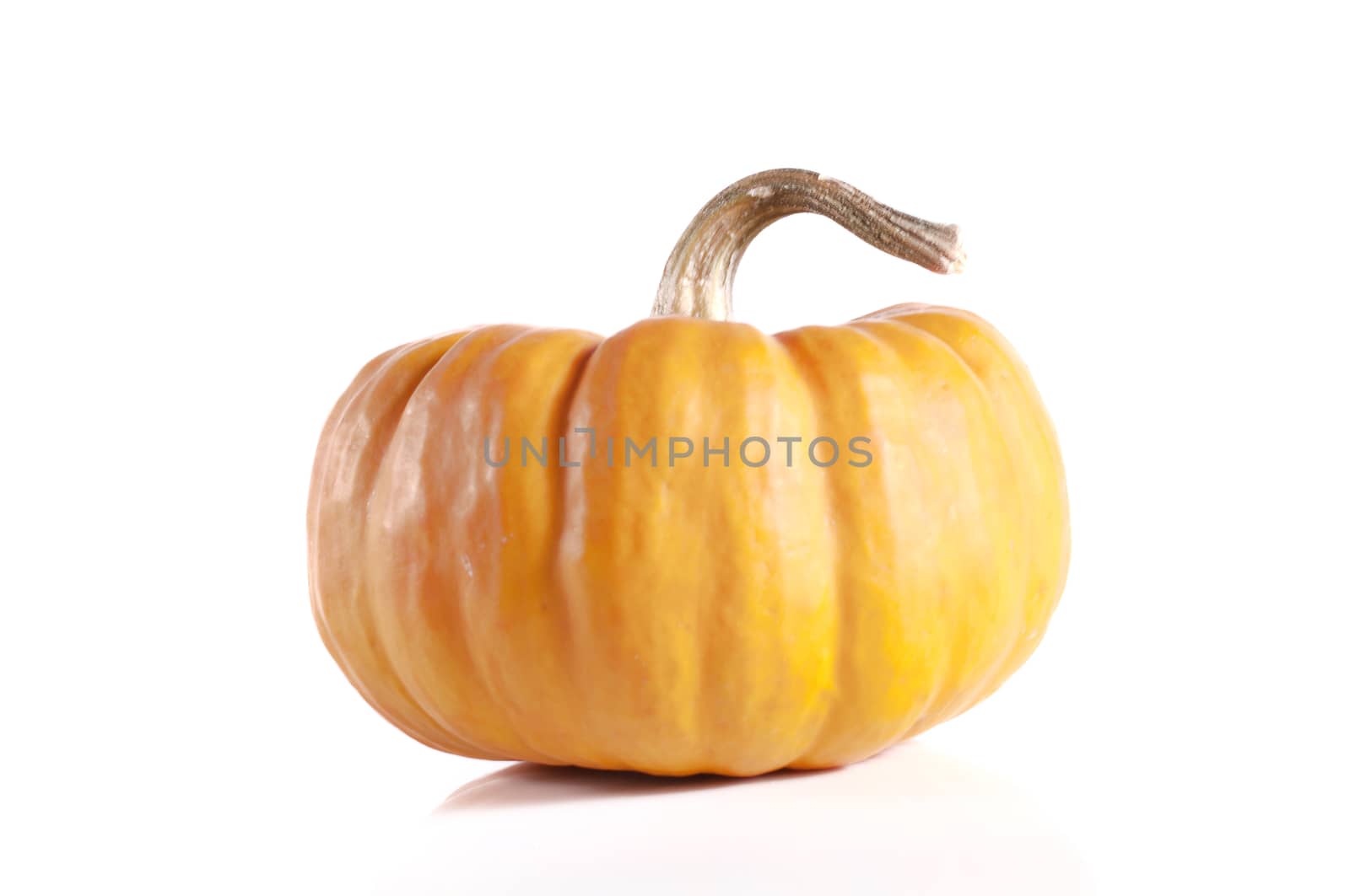 pumpkins close up isolated on white.