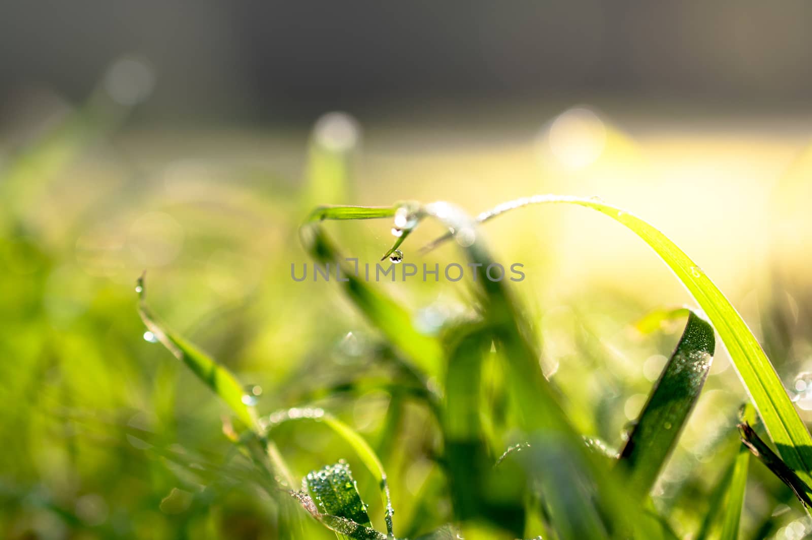 water drops in fresh garden.