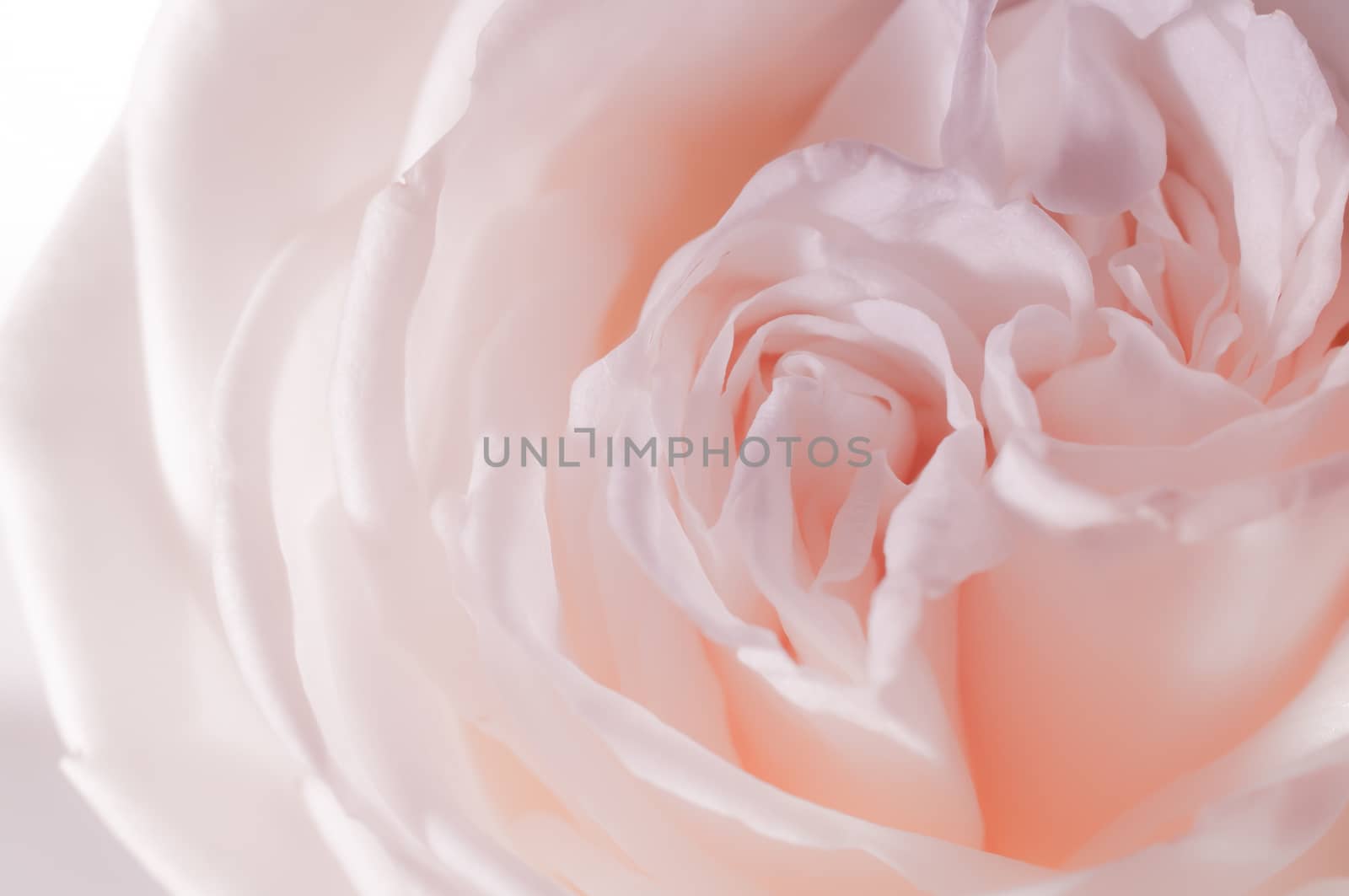 rose flowers close up on background.