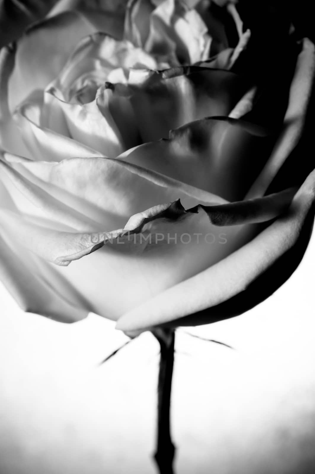 rose flowers close up on background.