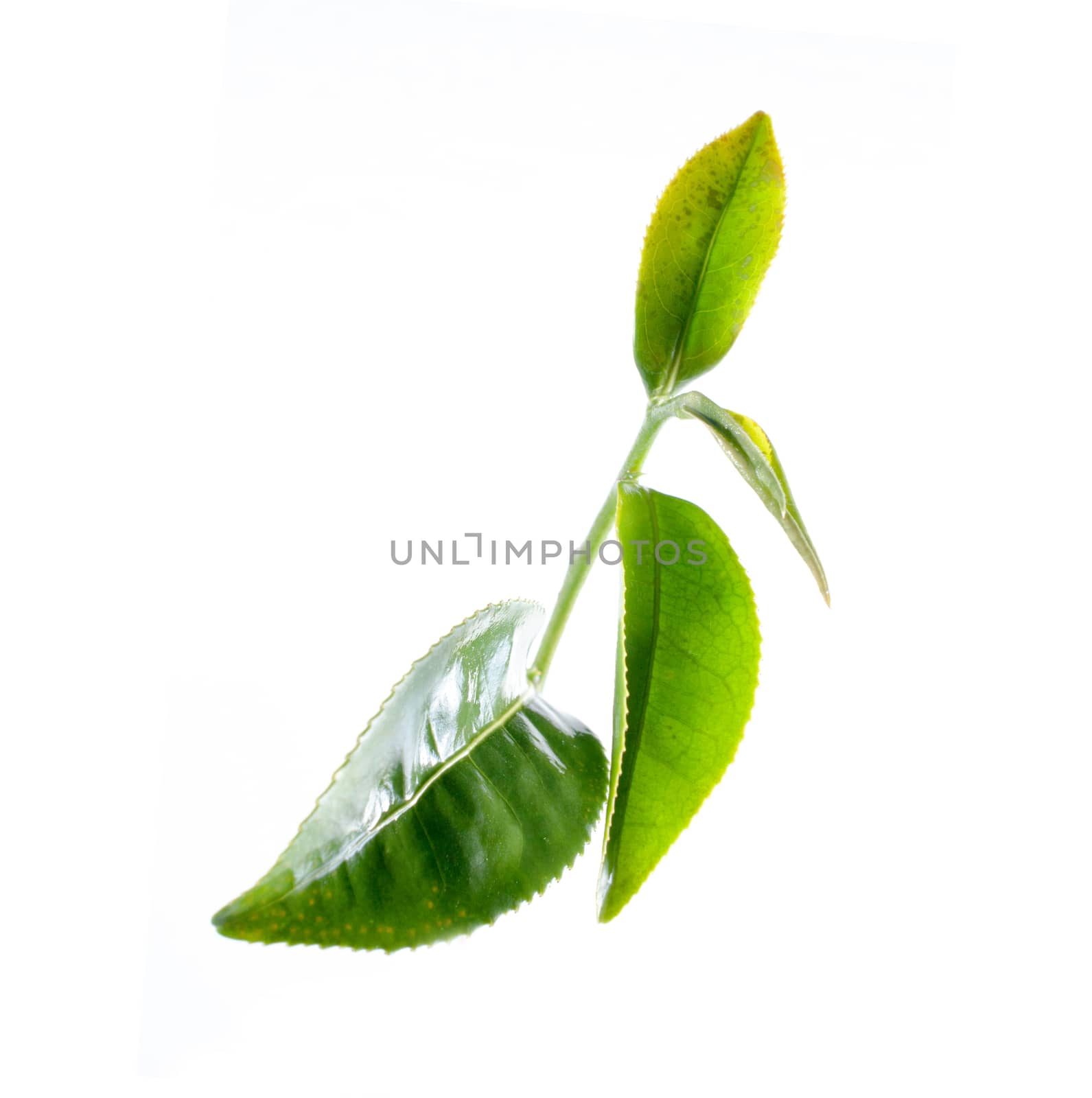 green tea leaves close up on white background by gukgui