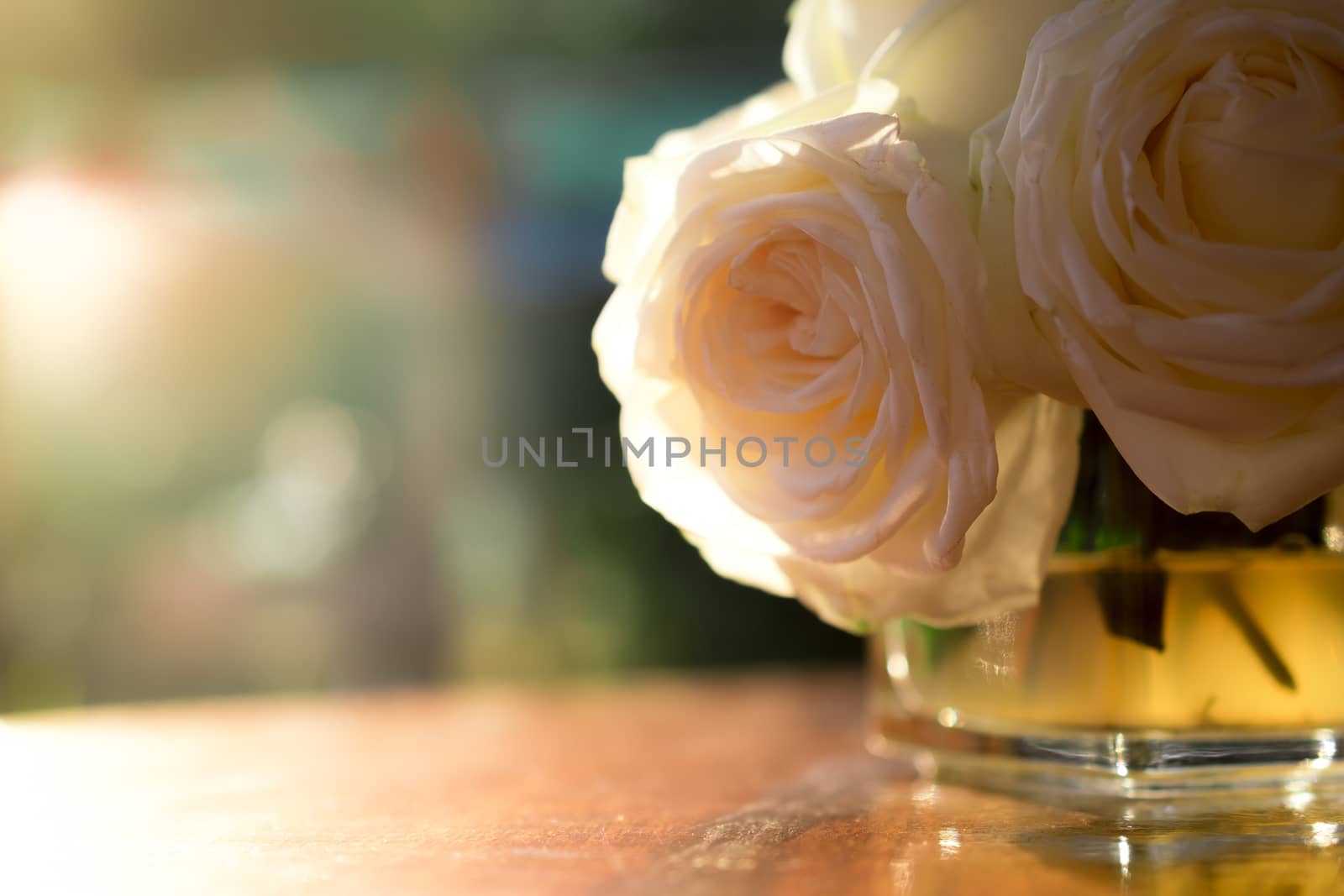 rose flowers close up on background.