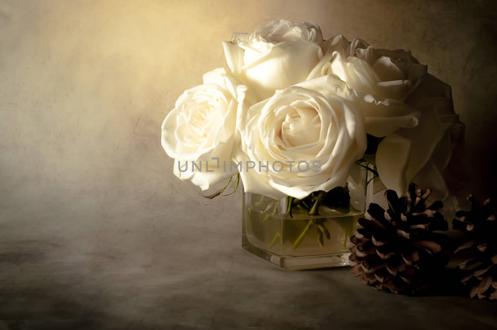 rose flowers close up on background.