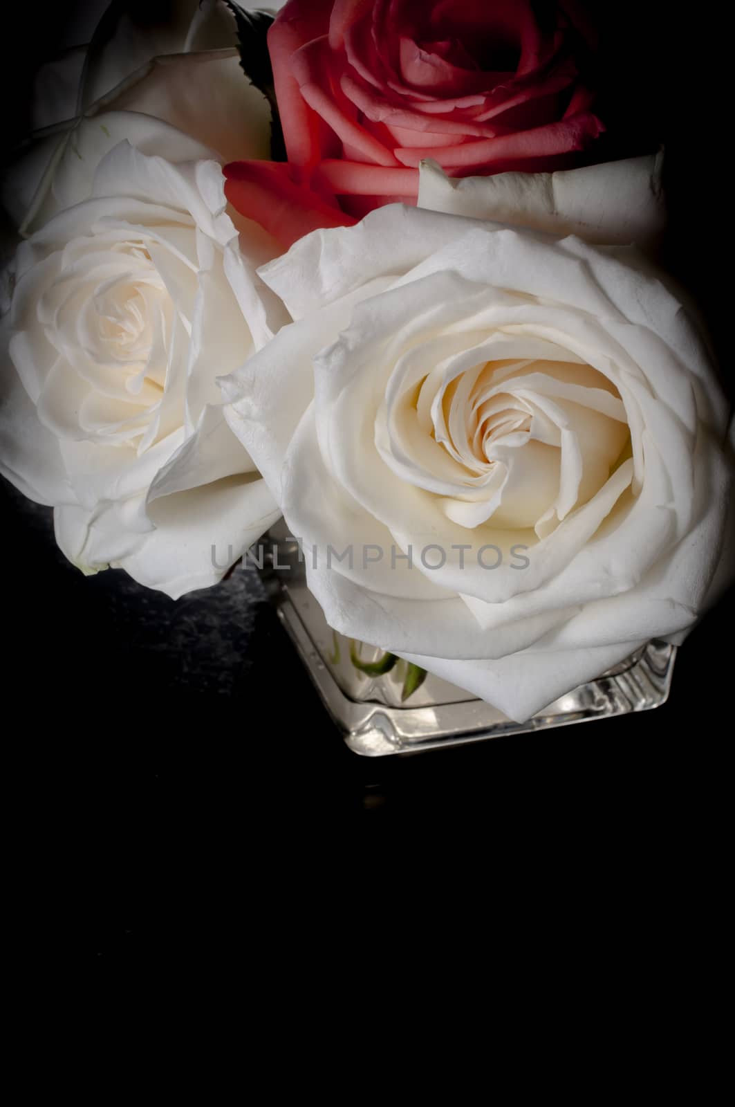 rose flowers close up on background.