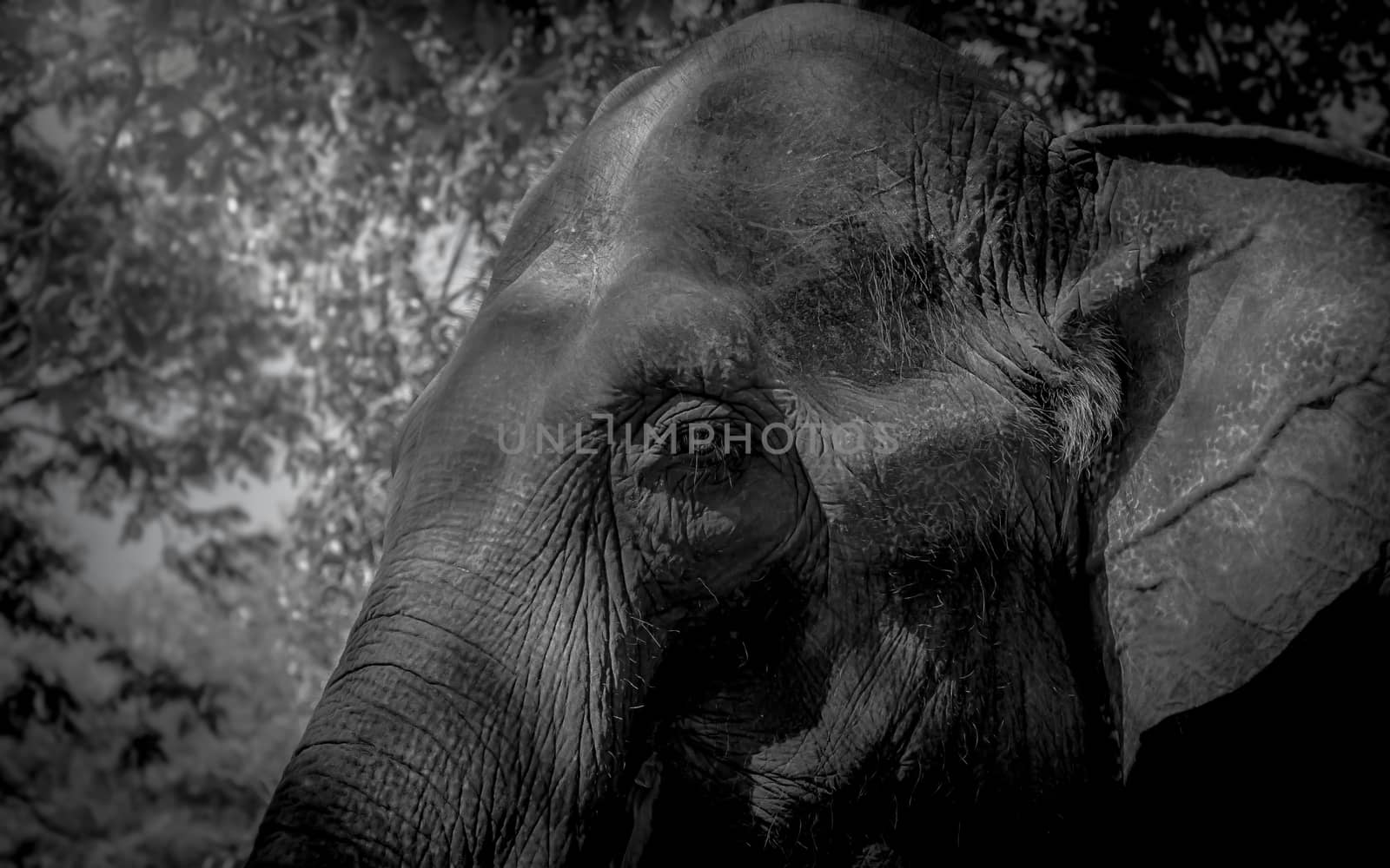elephant face close up backgrouund