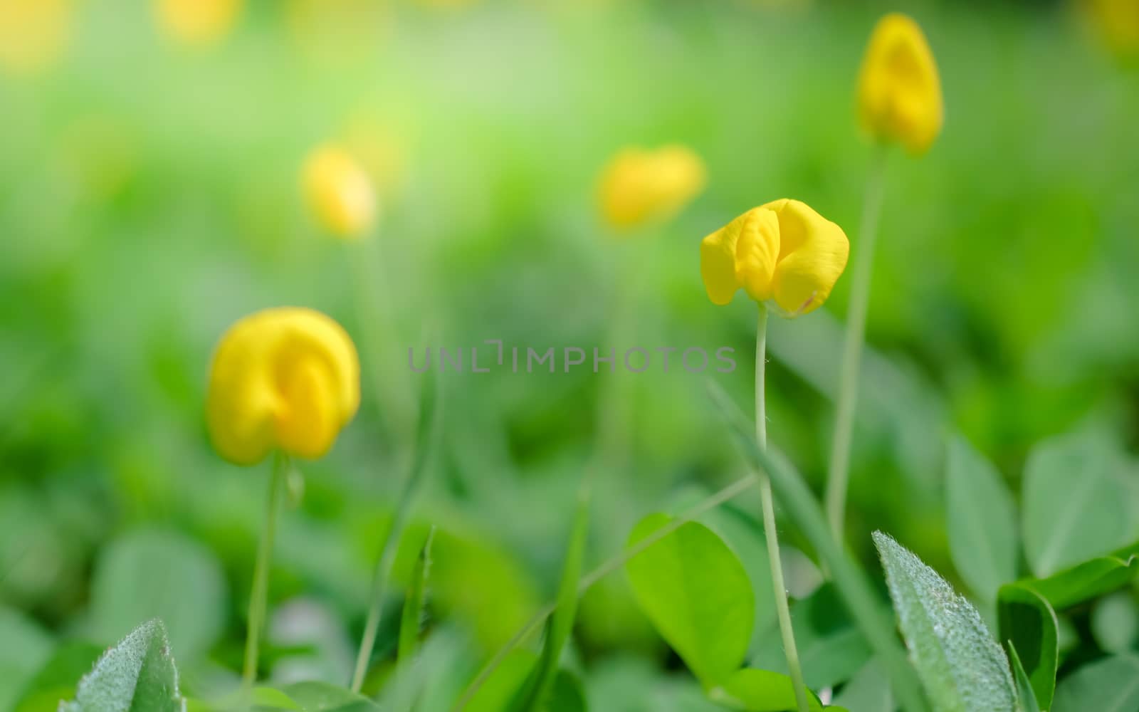 yellow flowers with sunlight background