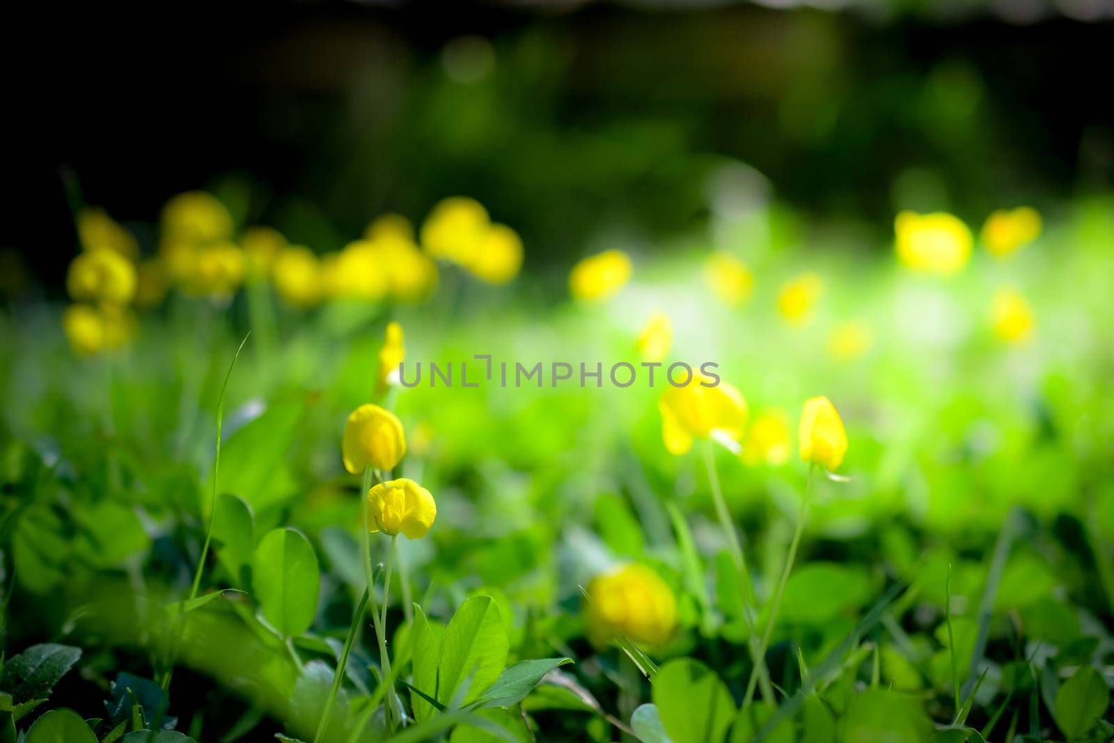 yellow flowers with sunlight background