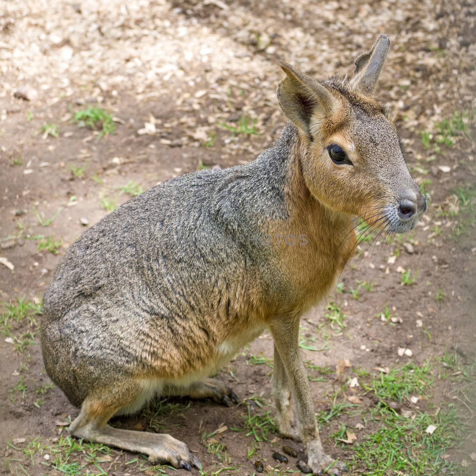 Patagonian mara - Dolichotis patagonum, big rodent, relative of guinea pig, common in Patagonian steppes of Argentina, South America