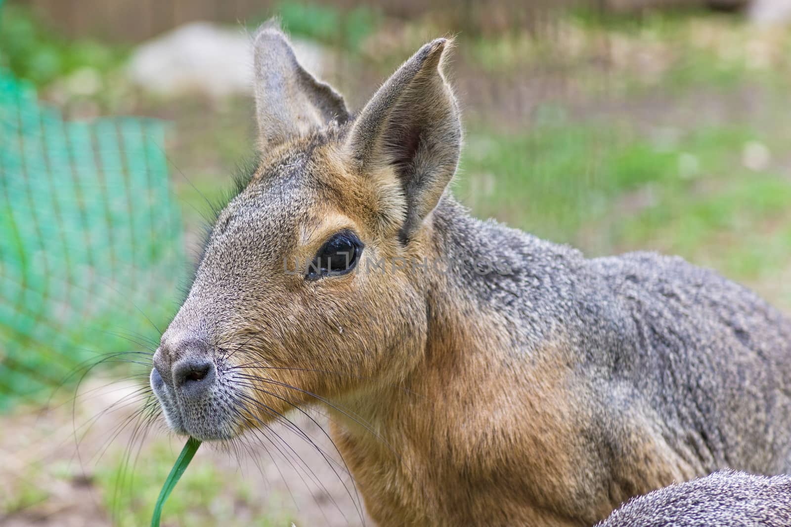 Patagonian mara - Dolichotis patagonum, big rodent, relative of guinea pig, common in Patagonian steppes of Argentina, South America