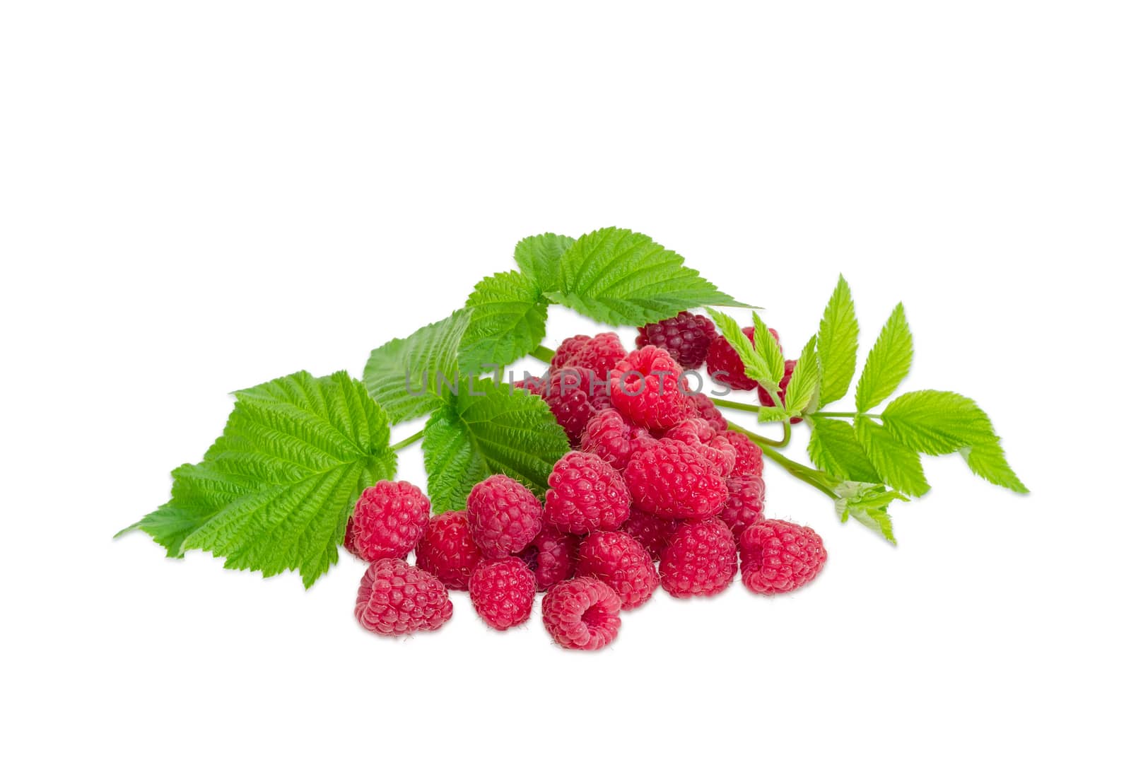 Pile of the fresh cultivated red raspberries and raspberry branch with leaves on a light background
