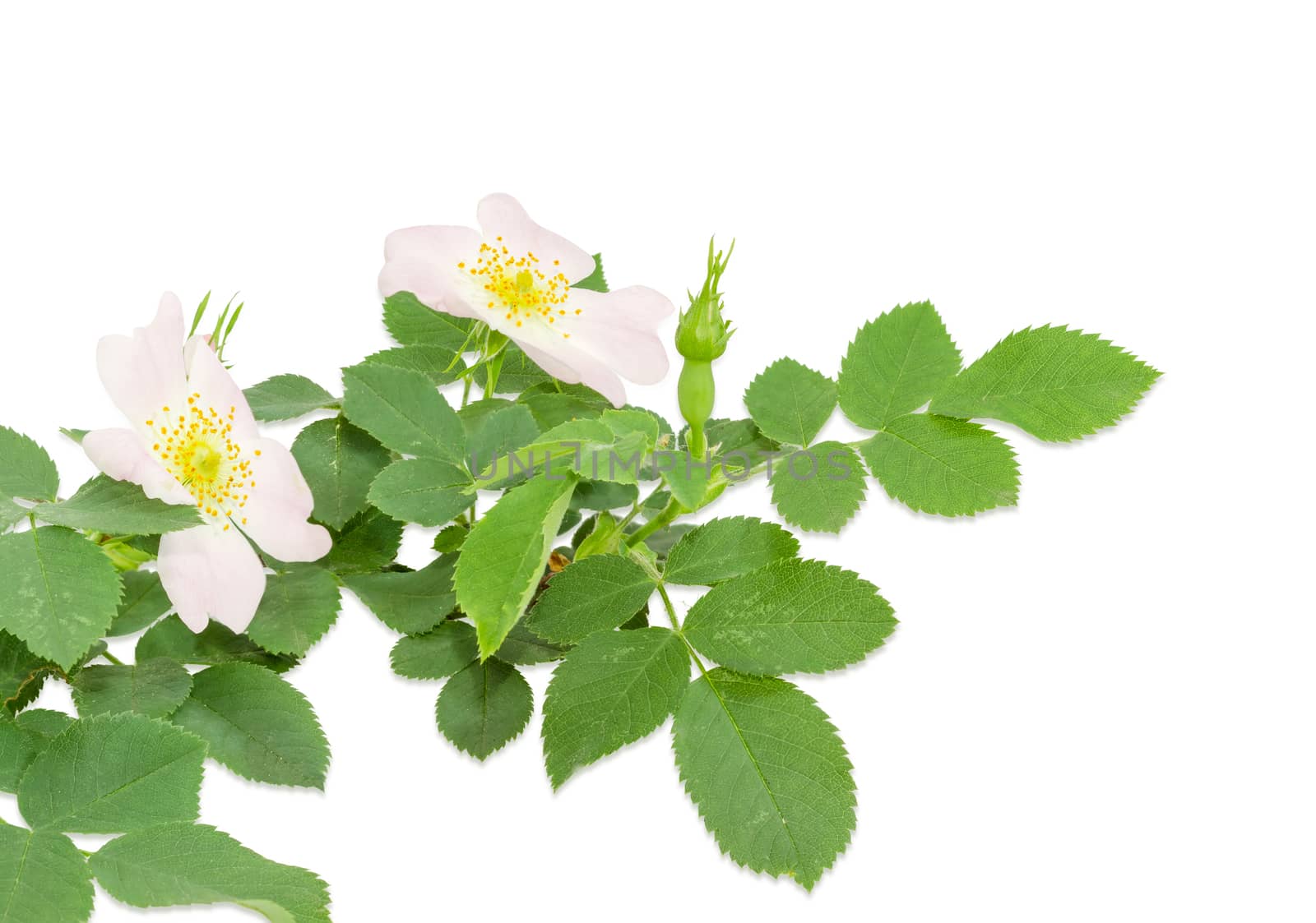 Branch of the dog-rose with two white and pink flowers close up on a light background
