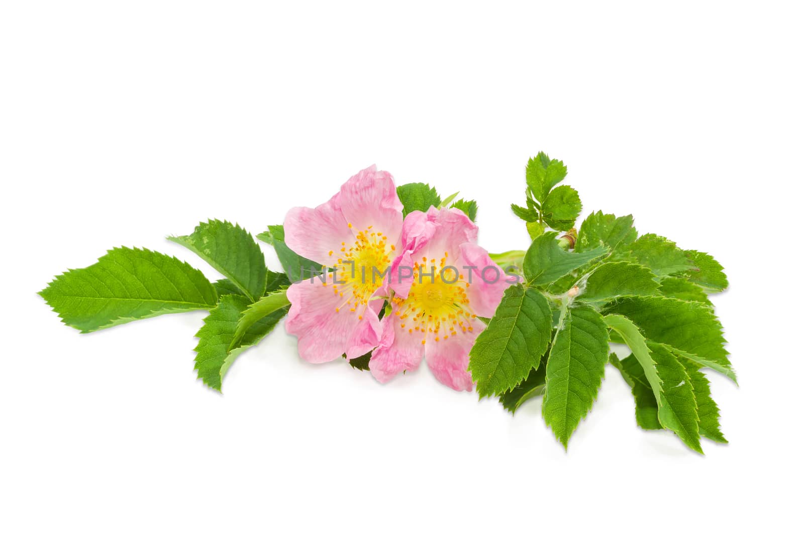 Branch of the dog-rose with two flowers close up by anmbph