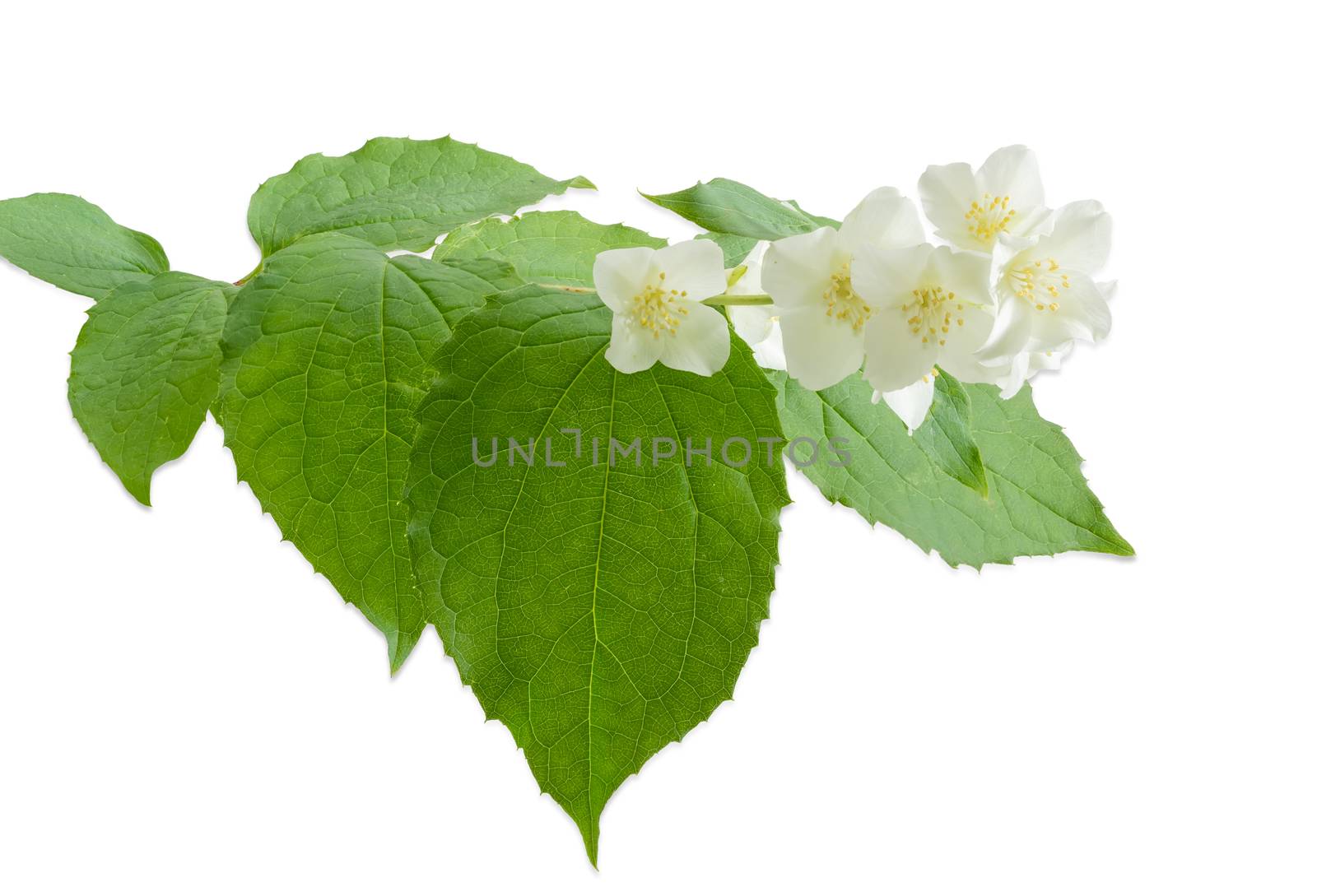 Branch of the  white jasmine with  several flowers close up on a light background
