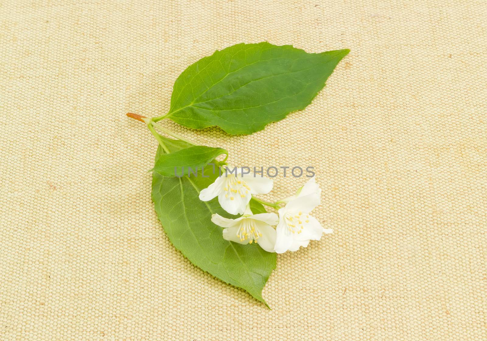 Small twig of the white jasmine with leaves and flowers on the sackcloth
