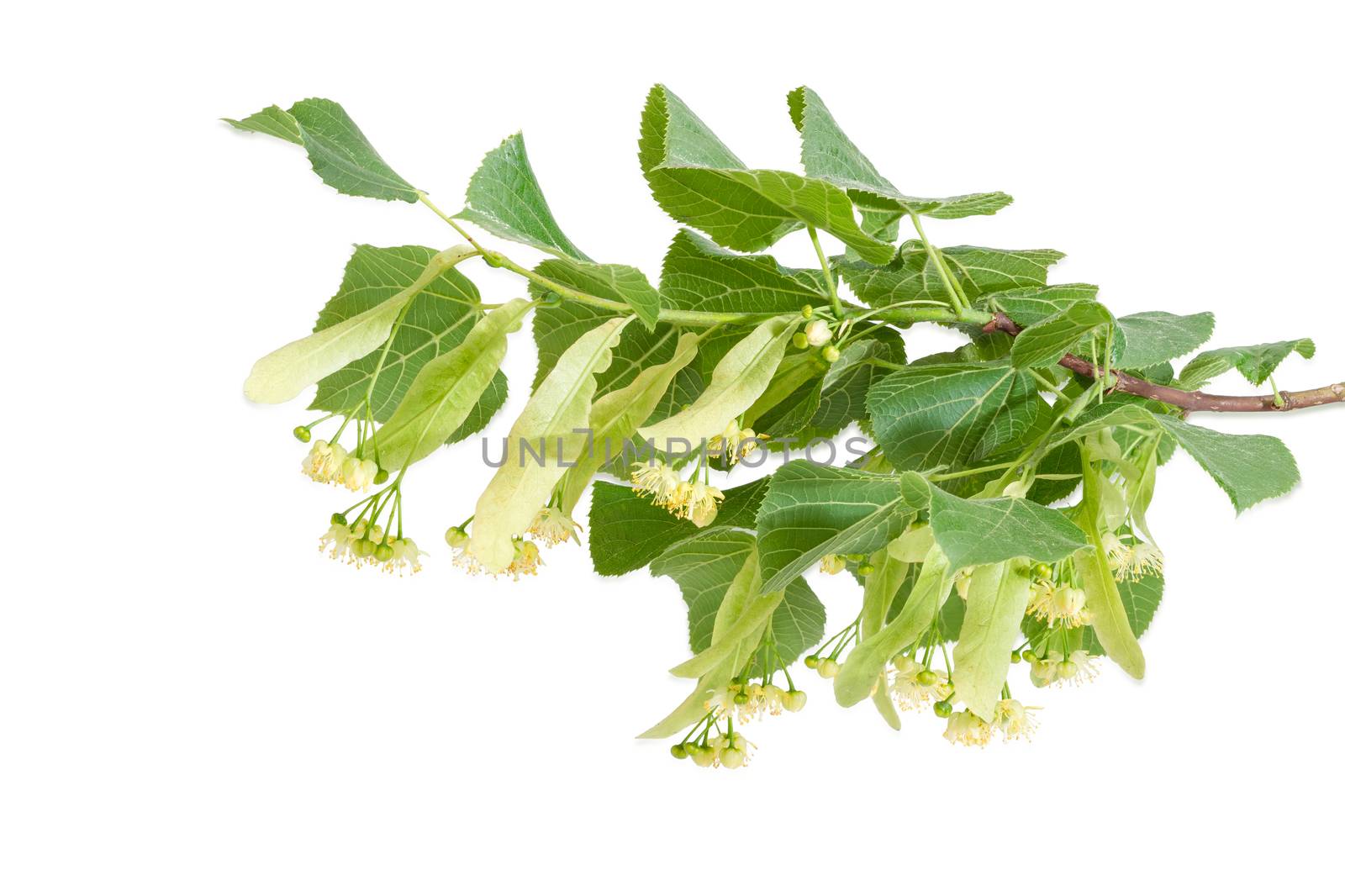 Branch of the flowering linden with leaves, flowers and buds on a light background 
