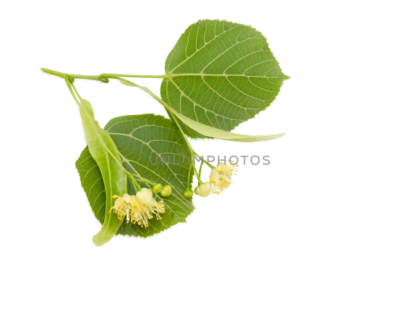 Two inflorescence with two leaves of the linden on the twig closeup on a light background 
