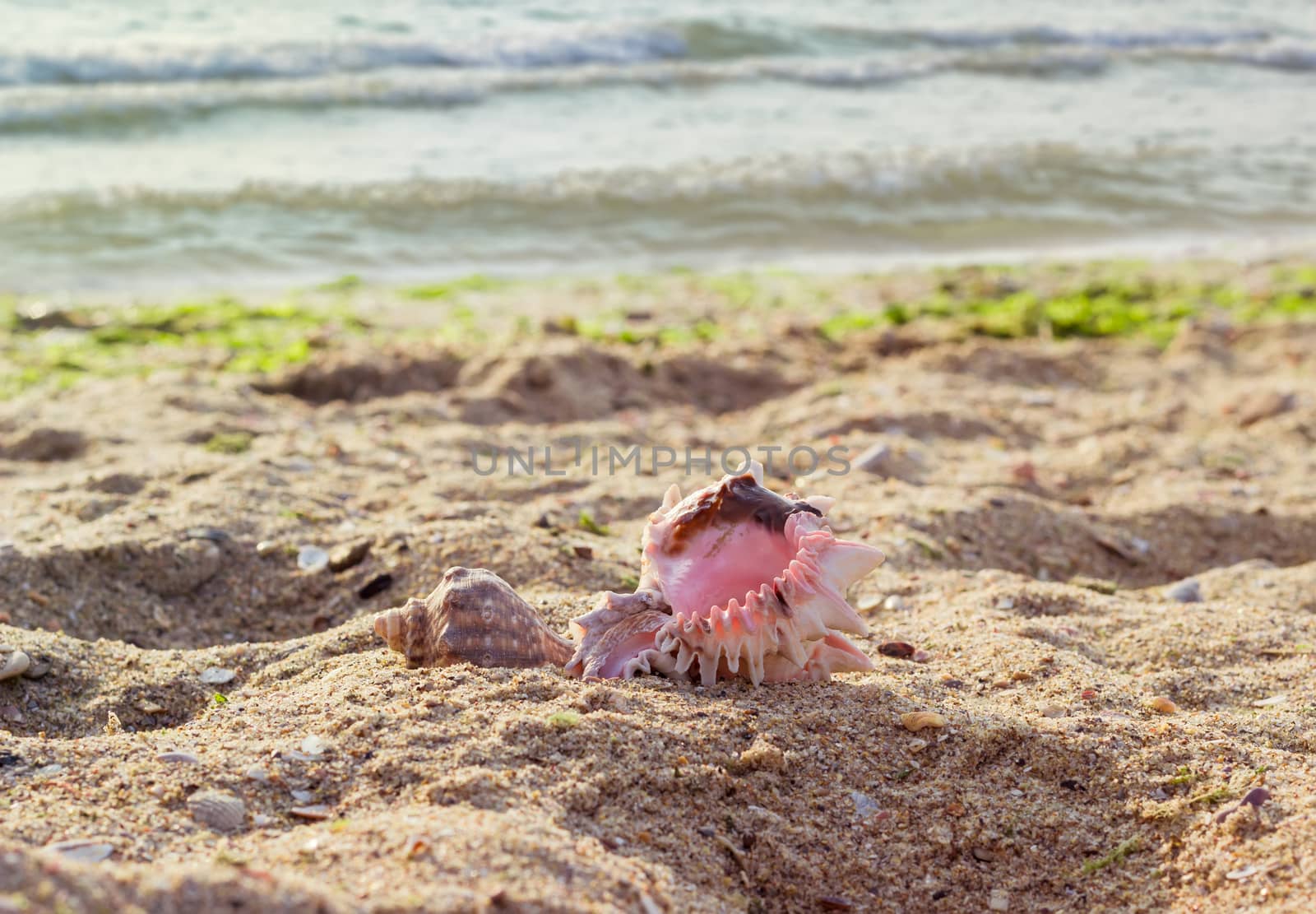 Sea shells on a sandy beach against the sea in the morning with shallow depth of field
