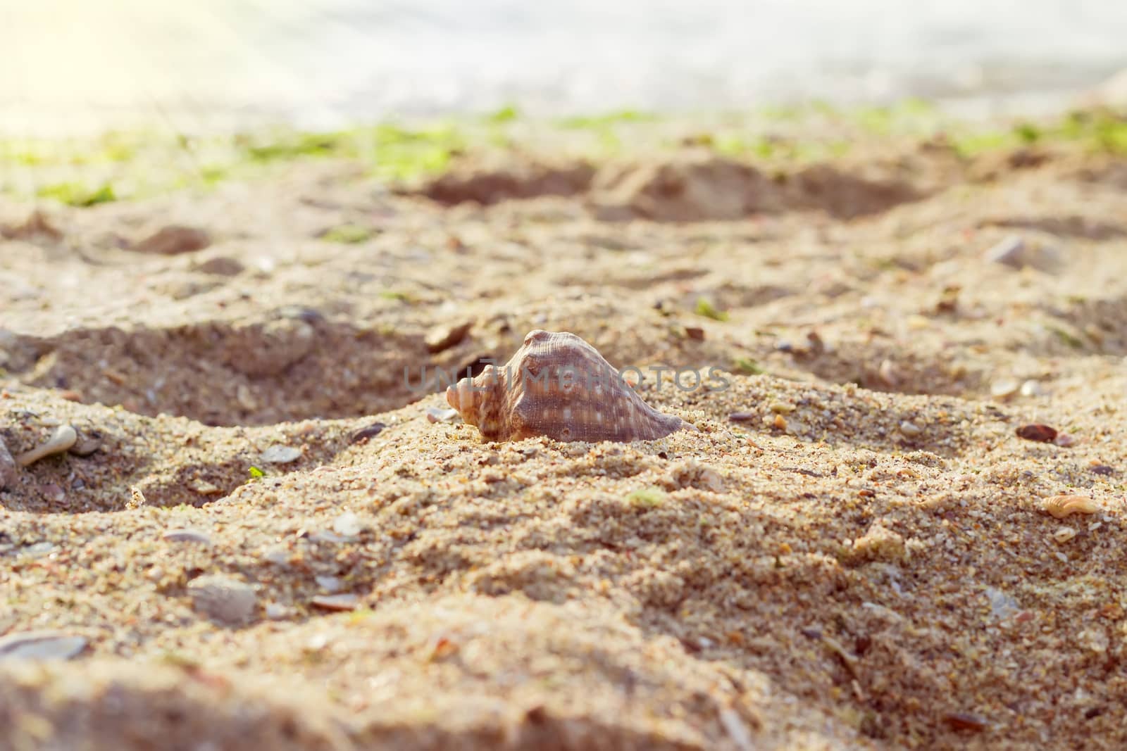 Sea shell on a sandy beach against the sea in the morning with shallow depth of field
