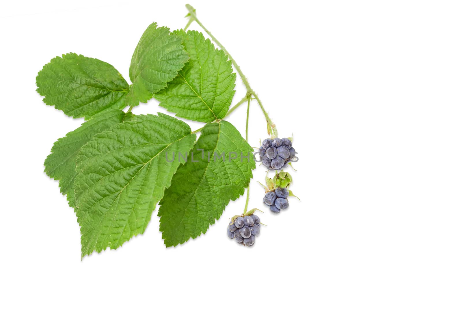 Small twig of the wild blackberry with several clusters of berries and leaves on a light background
