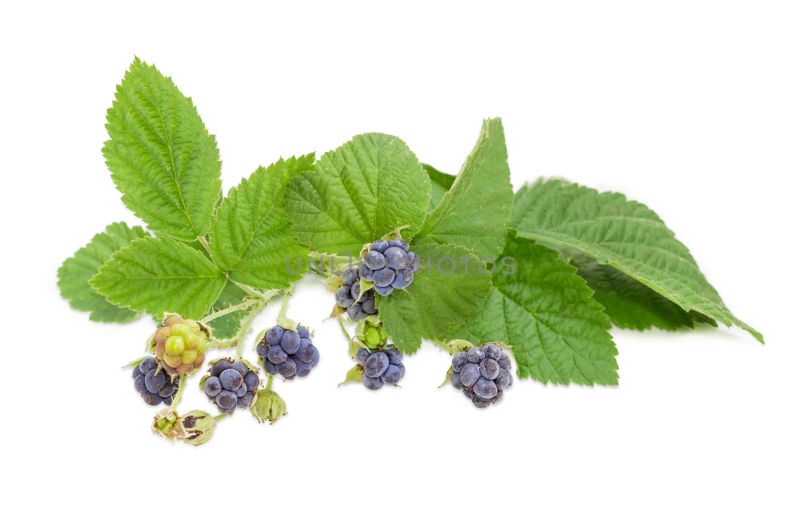 Twig of the wild blackberry with several clusters of berries of different ripeness and leaves on a light background
