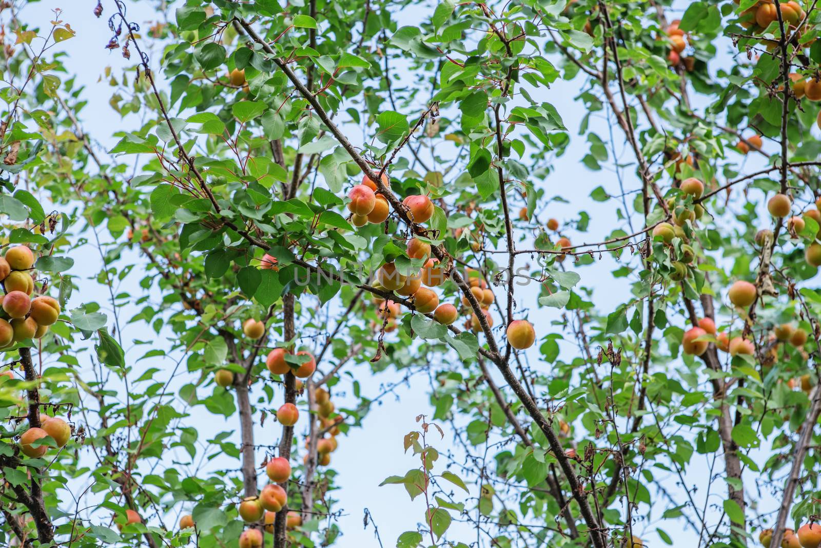 Ripe sweet apricot fruits growing on a apricot tree branch in or by natazhekova