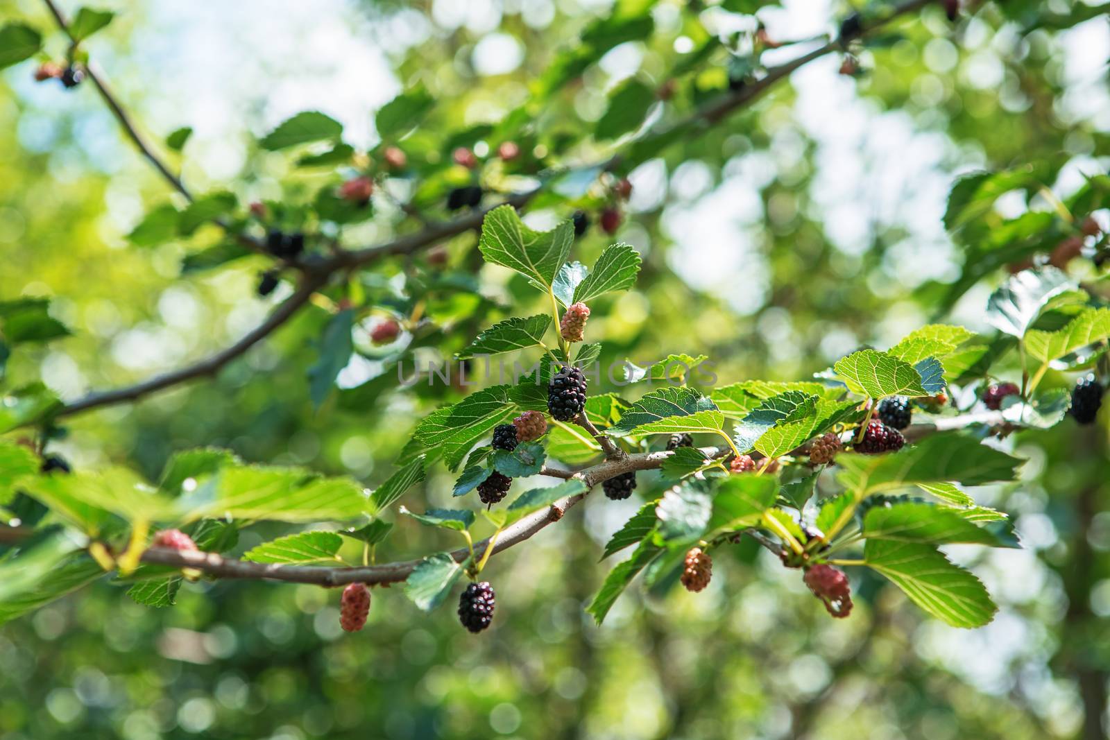 Fresh mulberry, black ripe and red unripe mulberries by natazhekova
