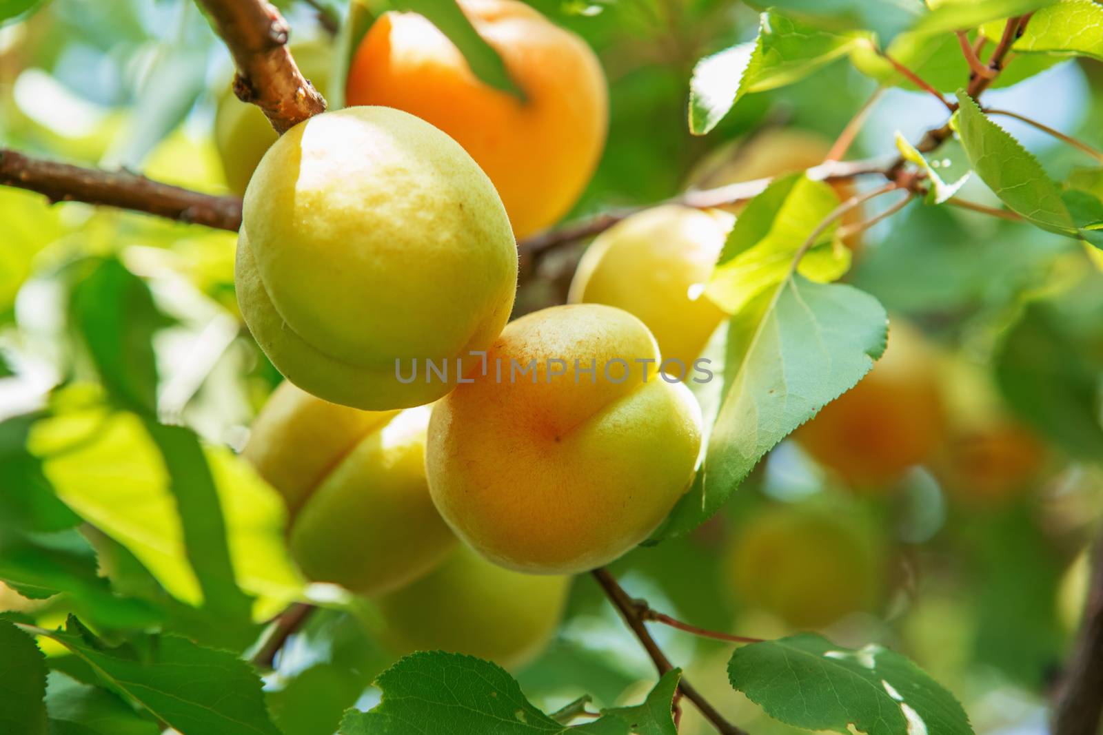 Ripe sweet apricot fruits growing on a apricot tree branch in orchard. Apricot ripening
