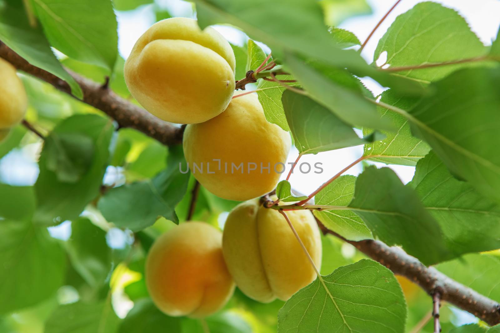 Ripe sweet apricot fruits growing on a apricot tree branch in or by natazhekova