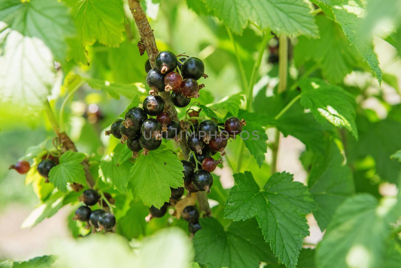 Bush of blackcurrant berries in a garden. Sparkling in summer sun bunch ripe juicy blackberry, hanging from branch