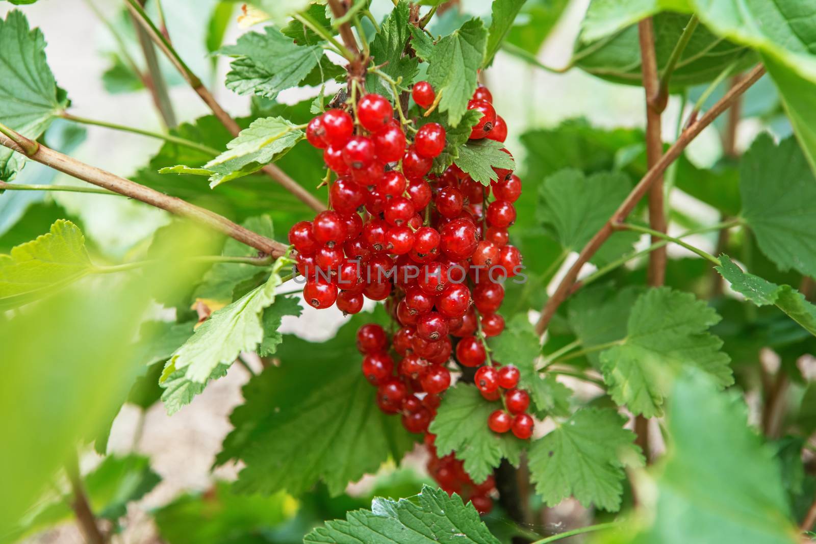 Bush of red currant berries in a garden by natazhekova