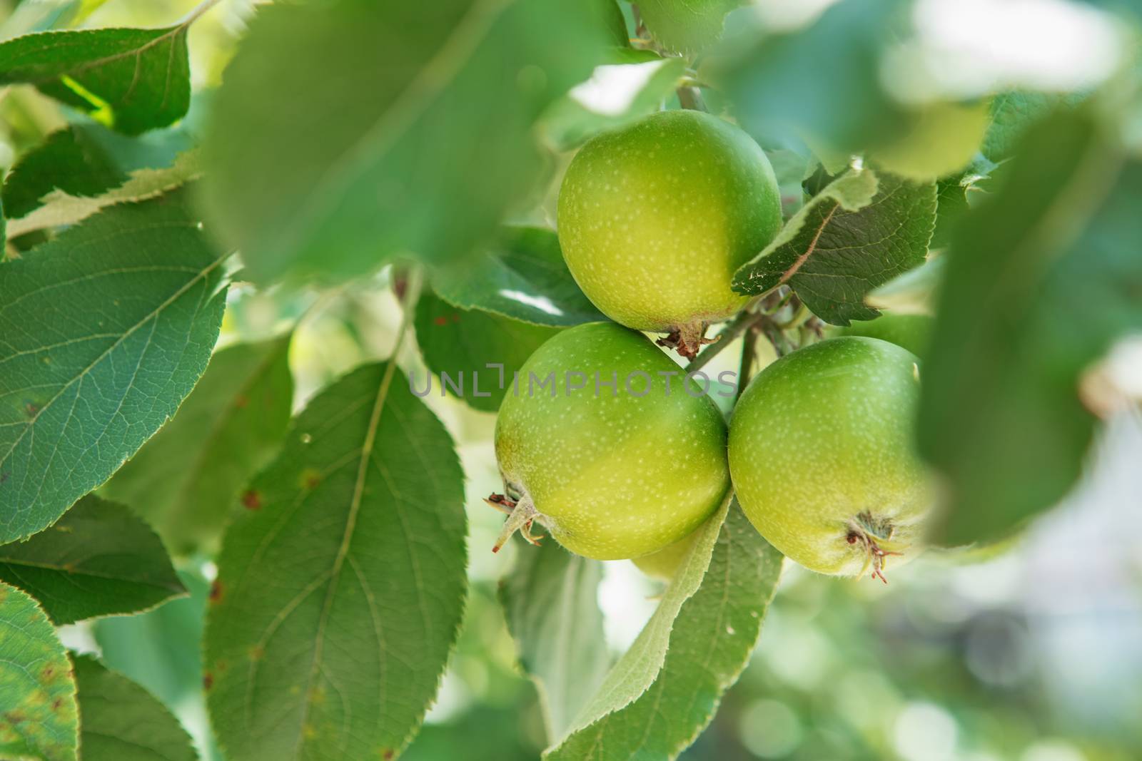 Apple fruits growing on a apple tree branch in orchard. Apple ripening