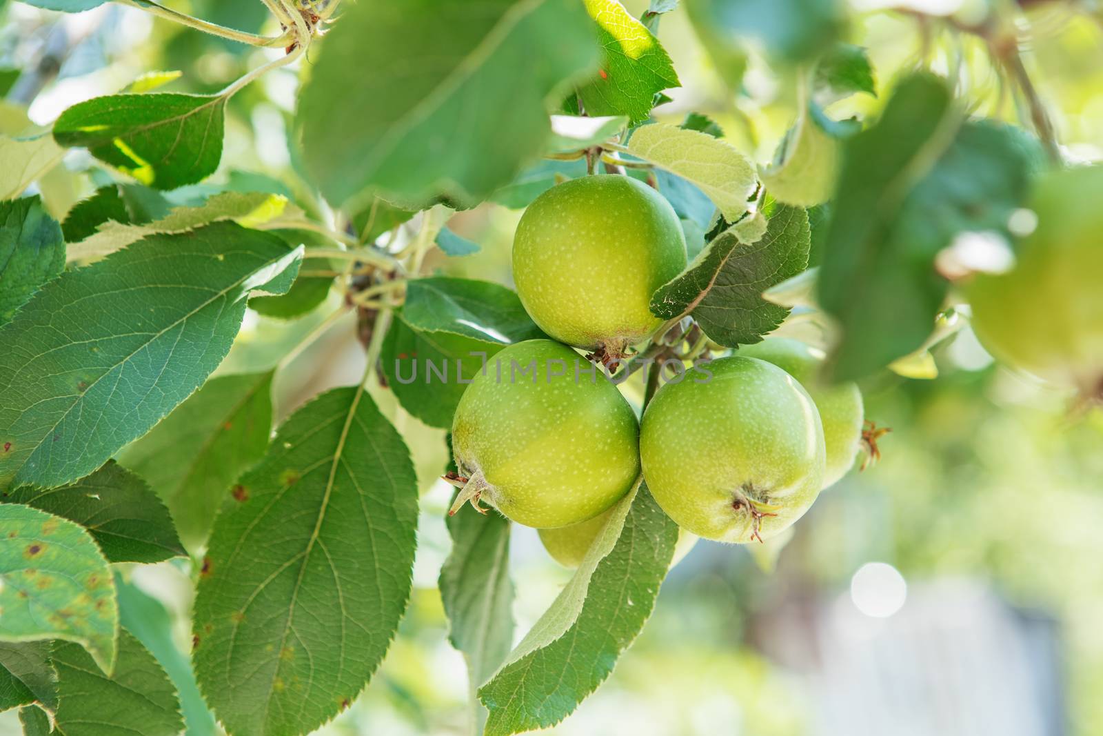 Apple fruits growing on a apple tree branch in orchard by natazhekova