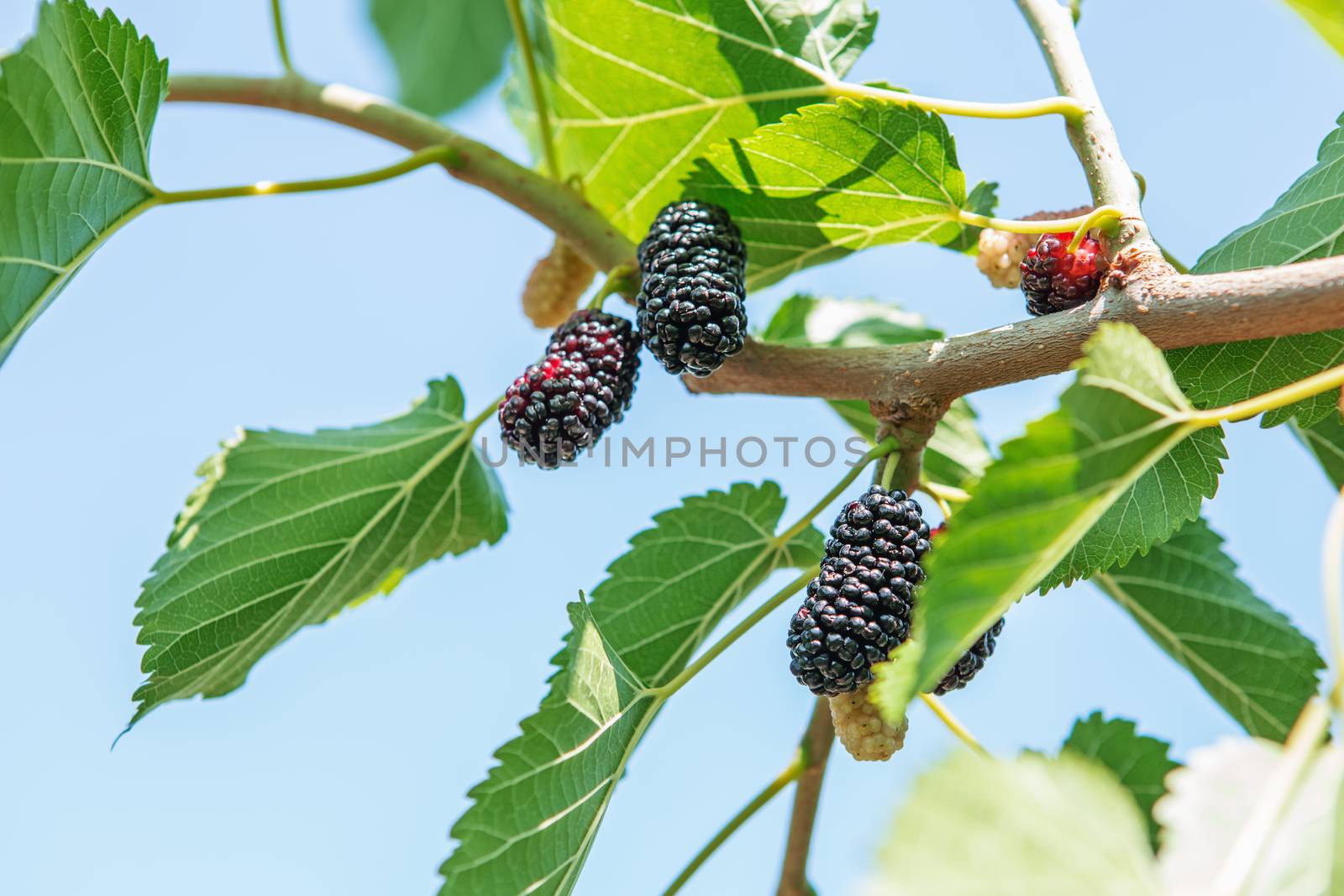 Fresh mulberry, black ripe and red unripe mulberries on the branch.
