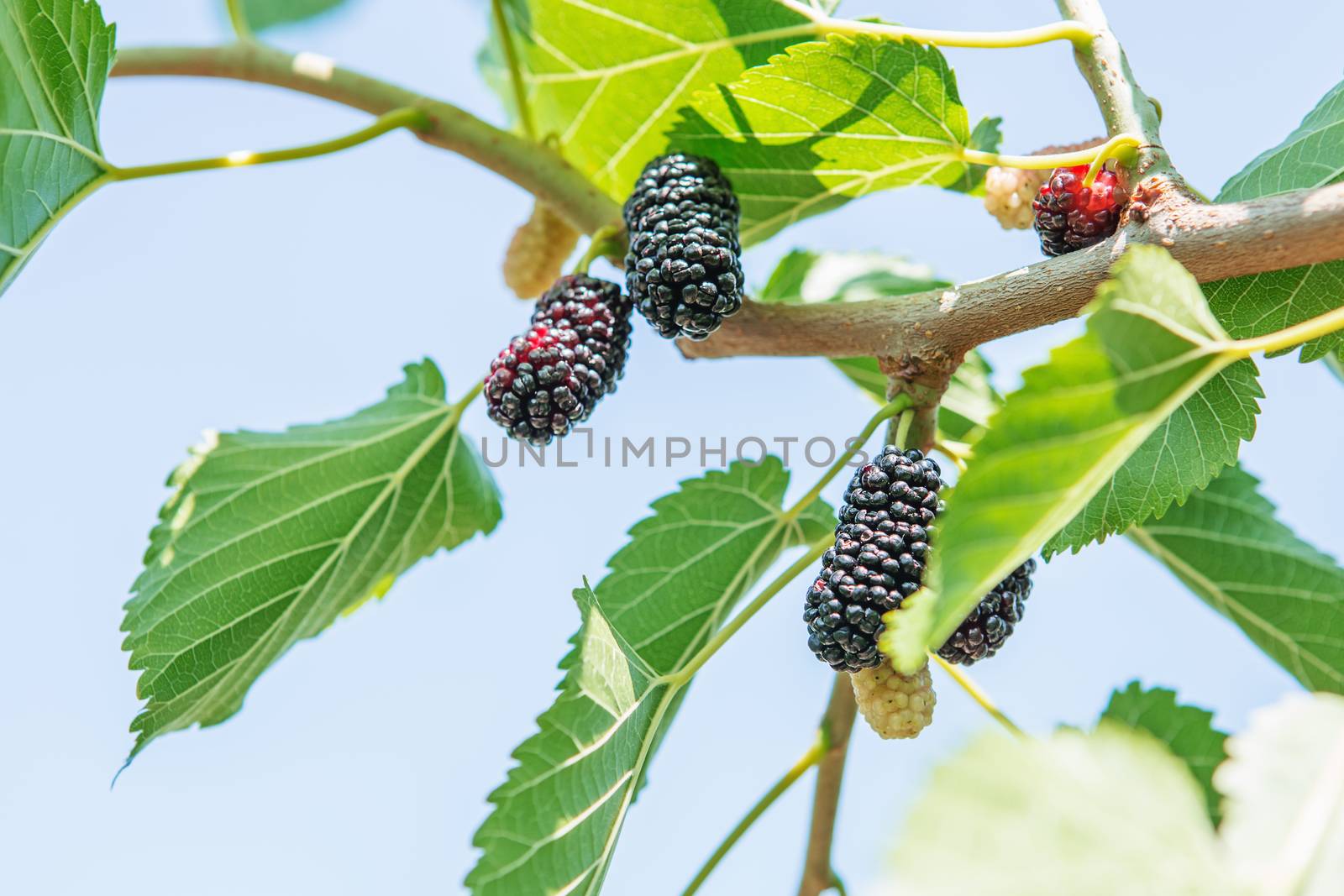 Fresh mulberry, black ripe and red unripe mulberries by natazhekova