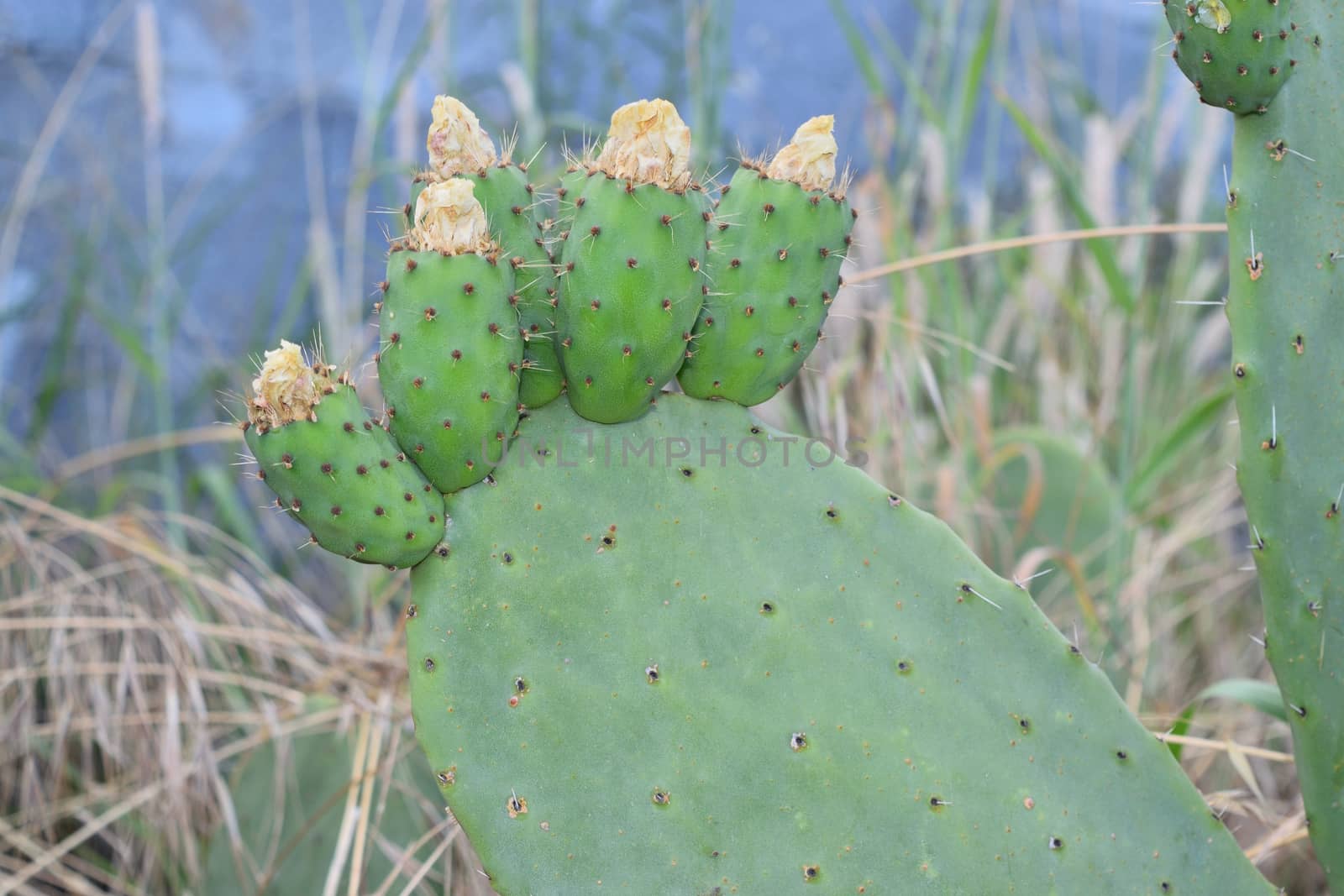 prickly pears on the plant unripe