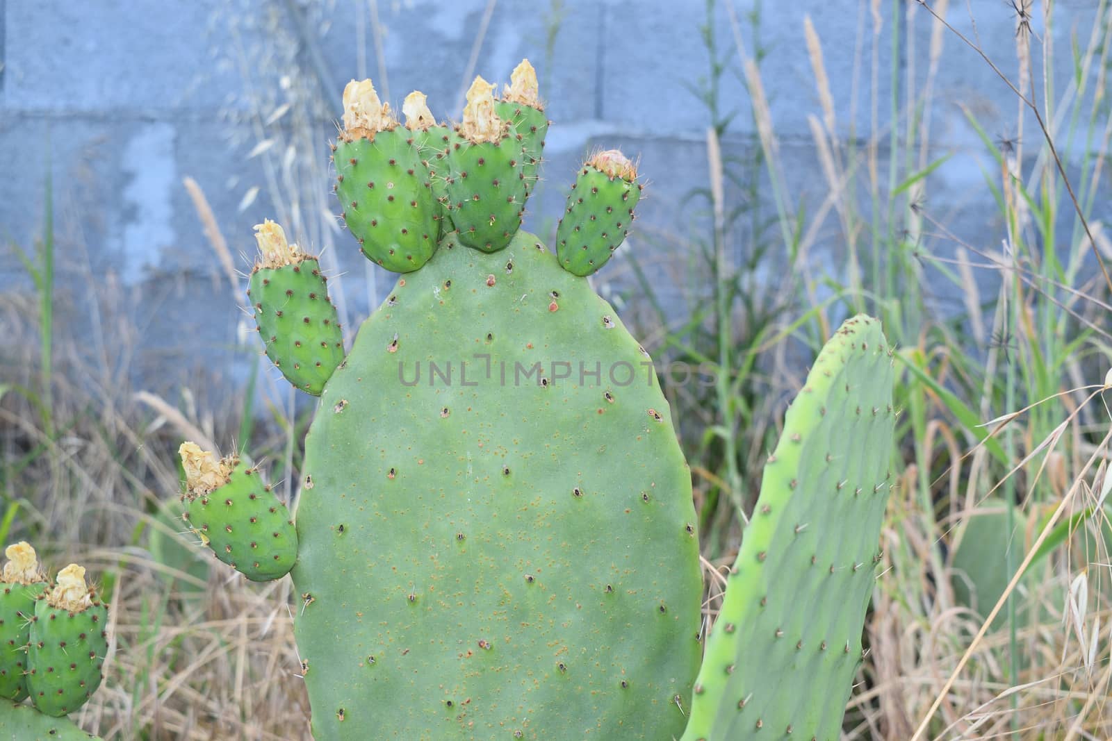prickly pears on the plant unripe